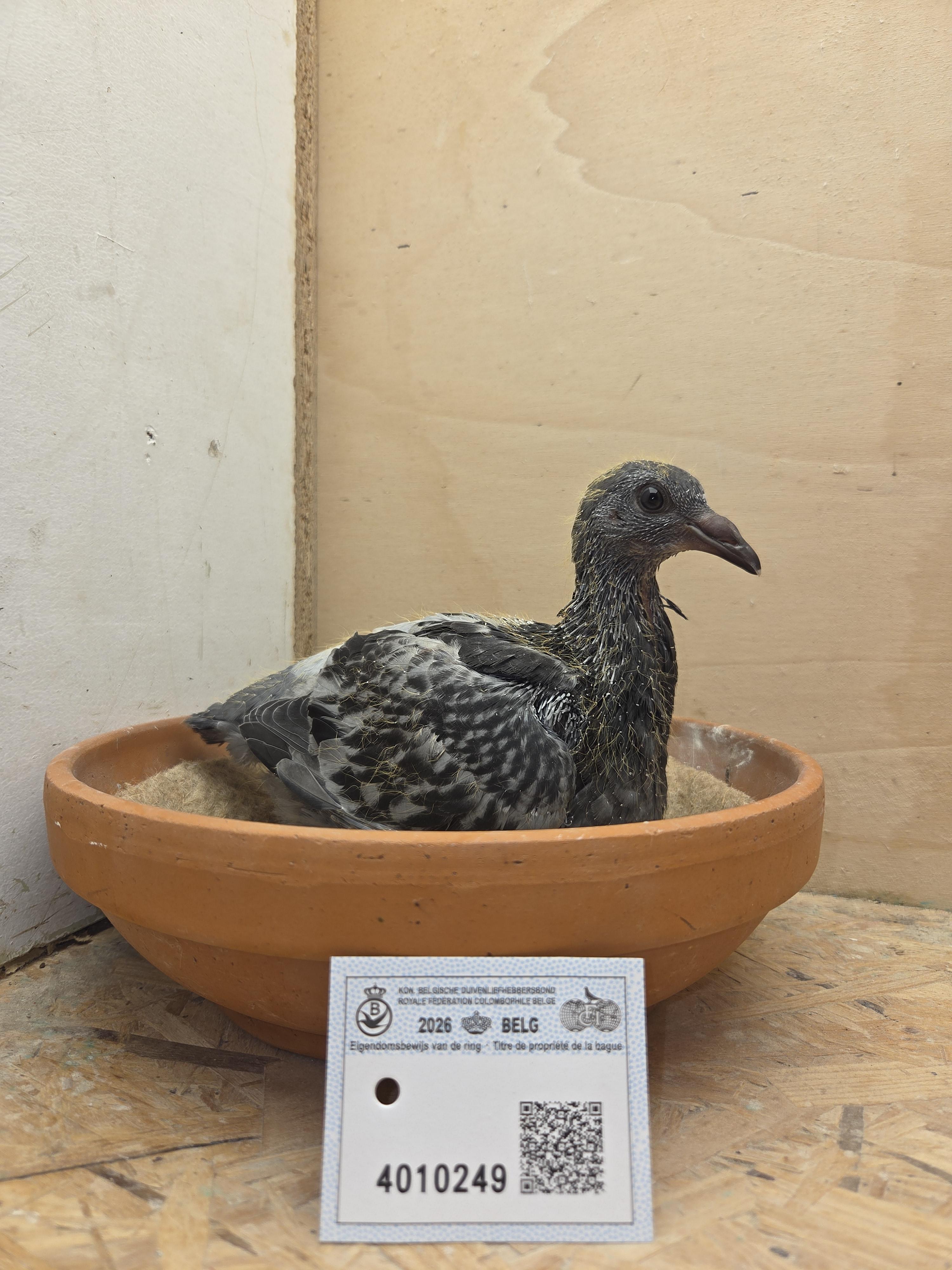 249 - Van Dijck x Brans