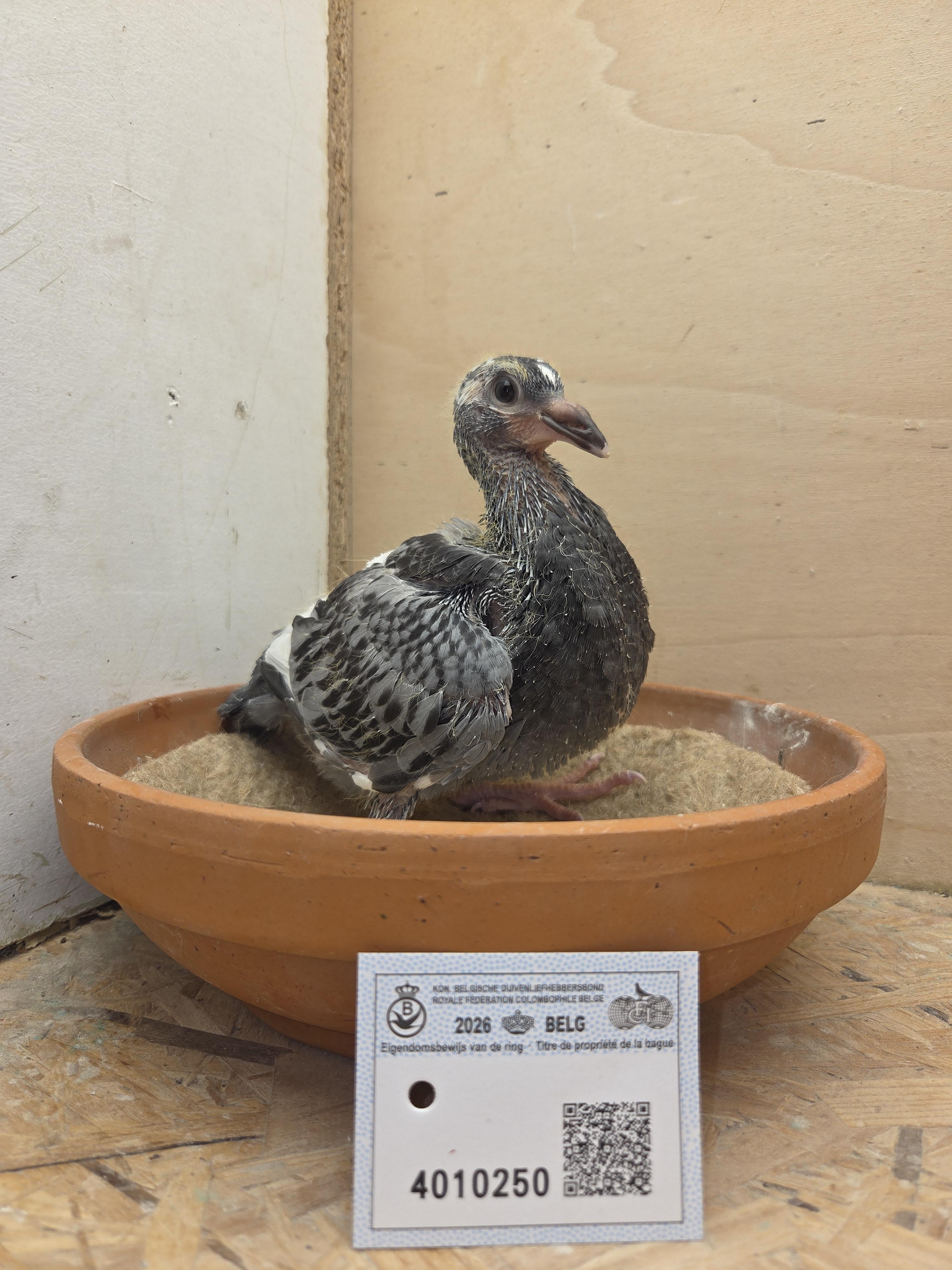 250 - Van Dijck x Brans