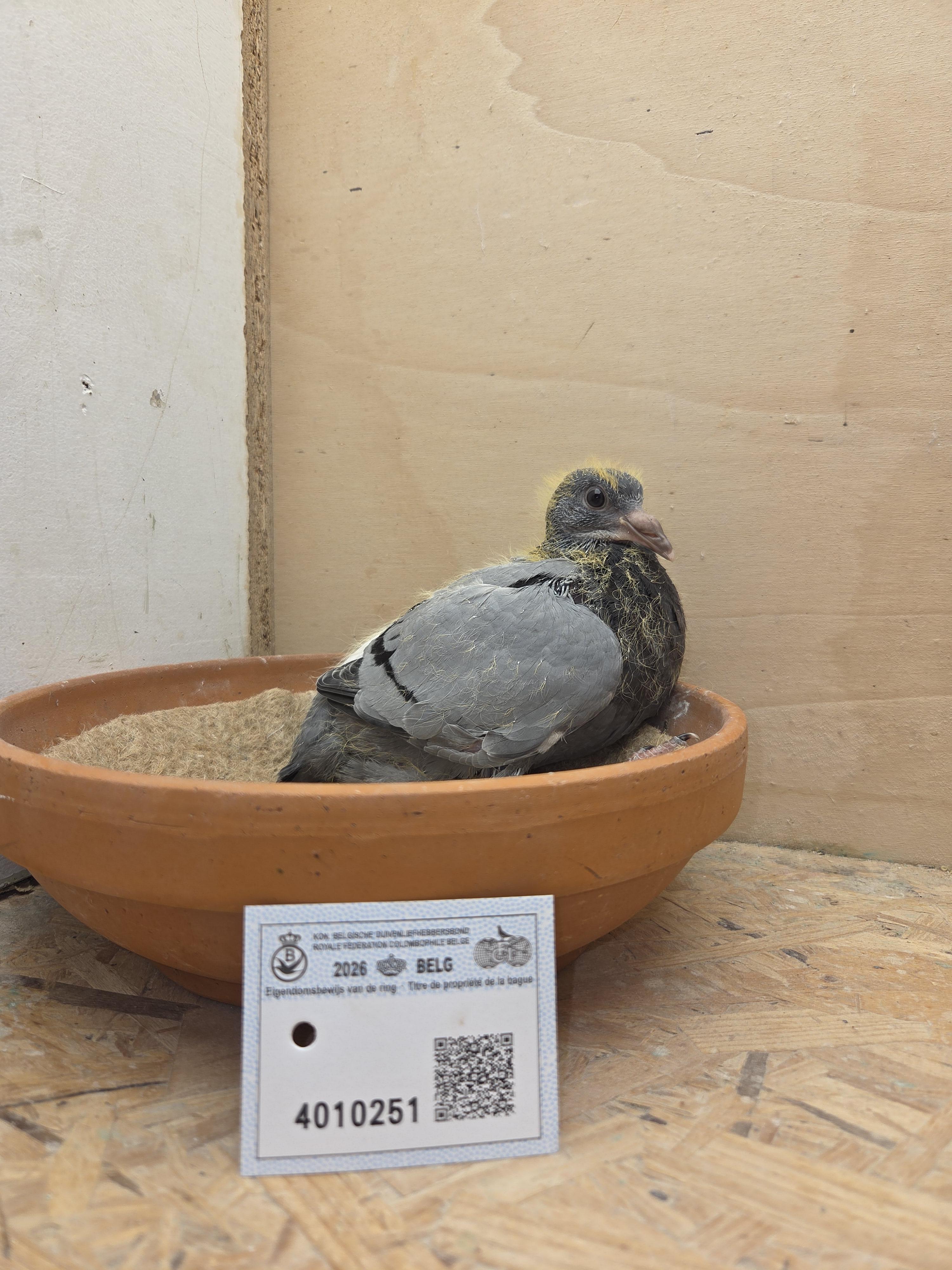 251 - Van Limbergen x Porsche-lijn