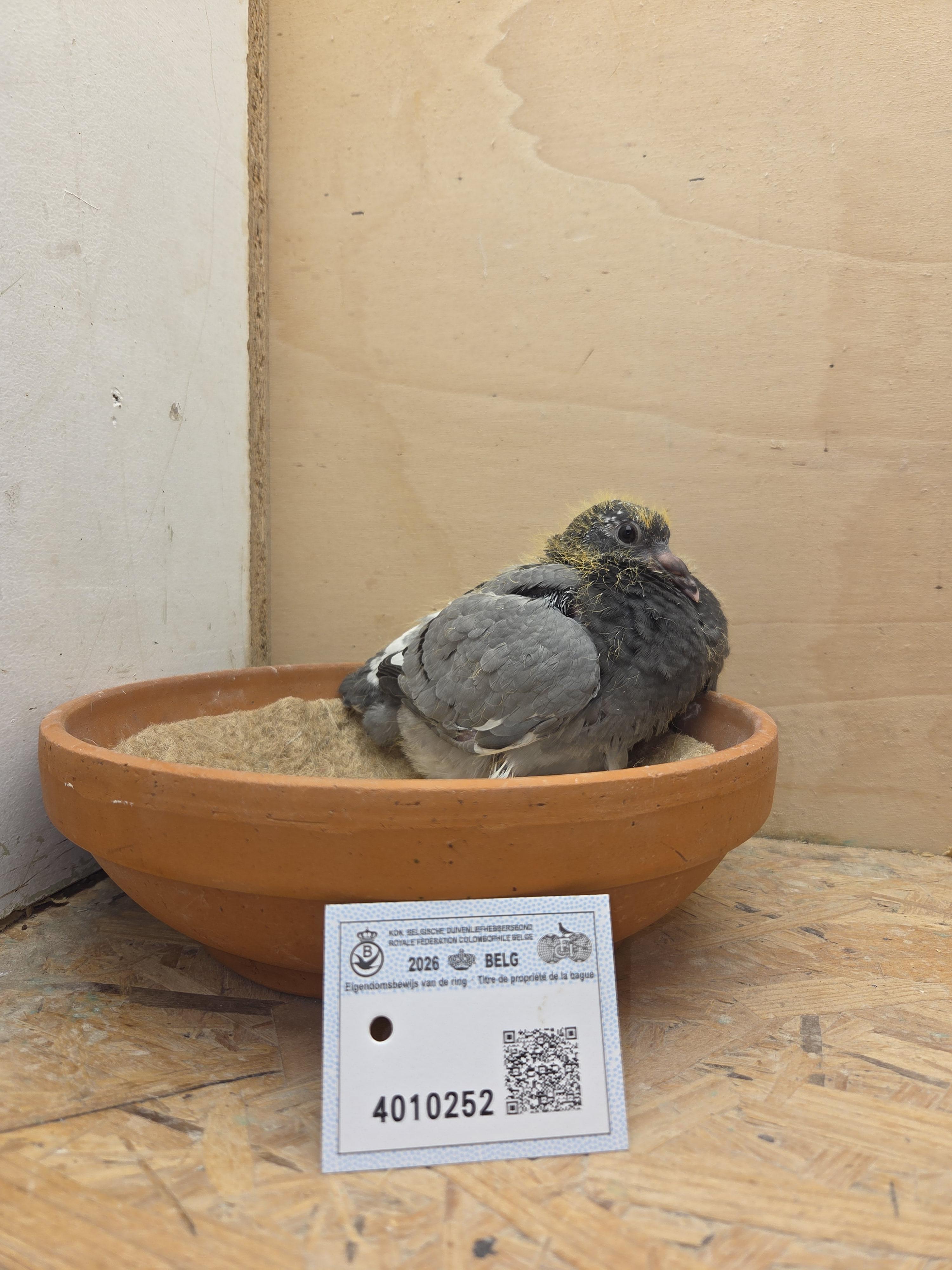 252 - Van Limbergen x Porsche-lijn