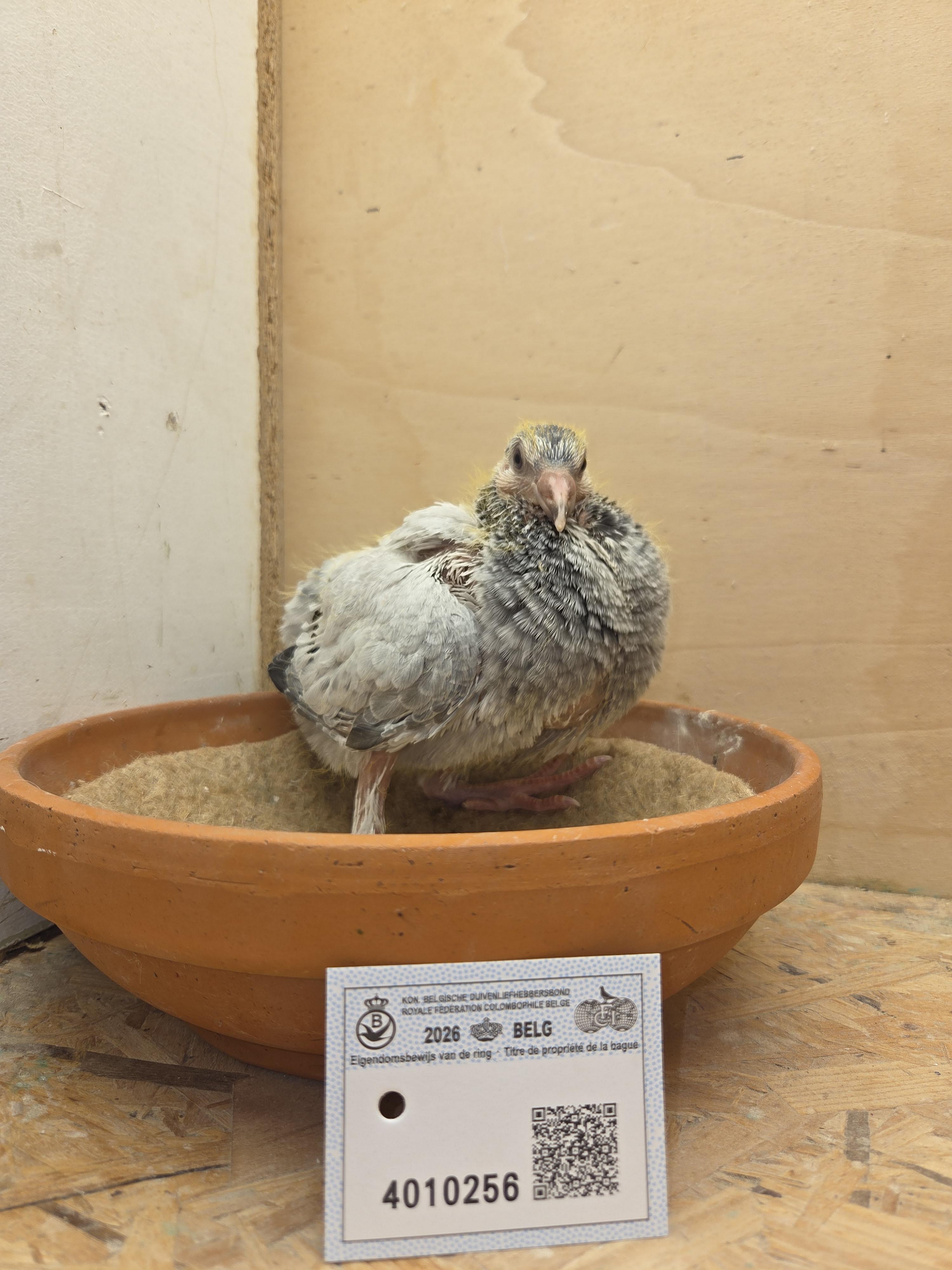 256 - Van Dijck x Brans