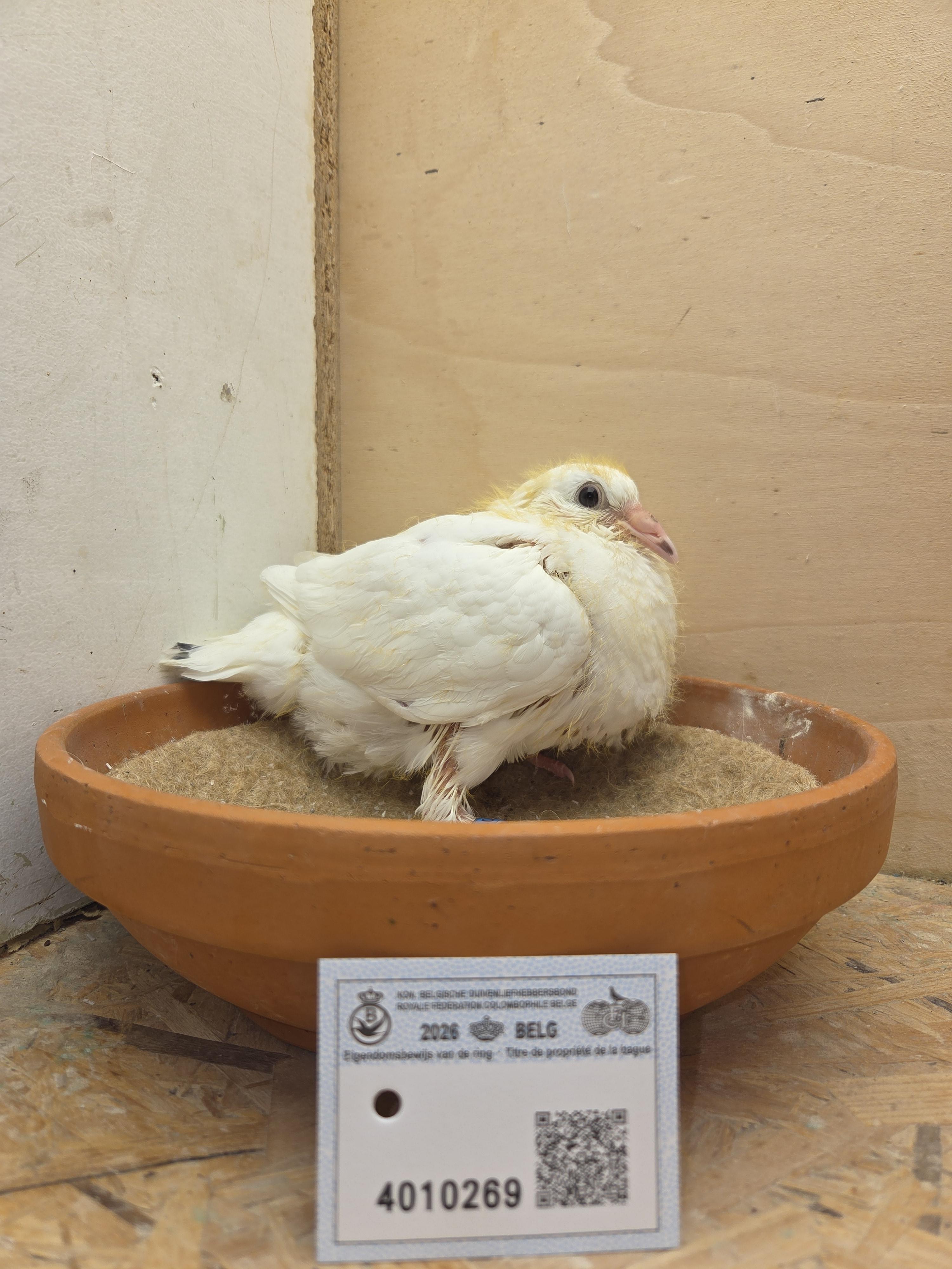 269 - Vrancken-Berden x Wijns