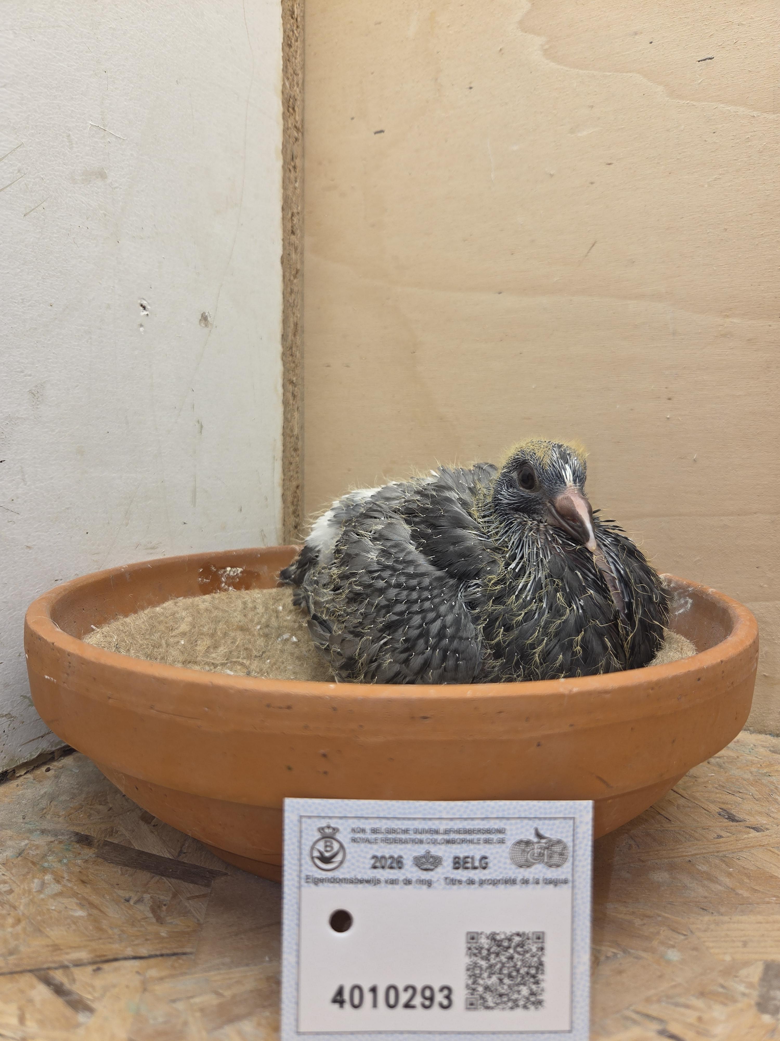 293 - Van Dijck x Van de Wouwer