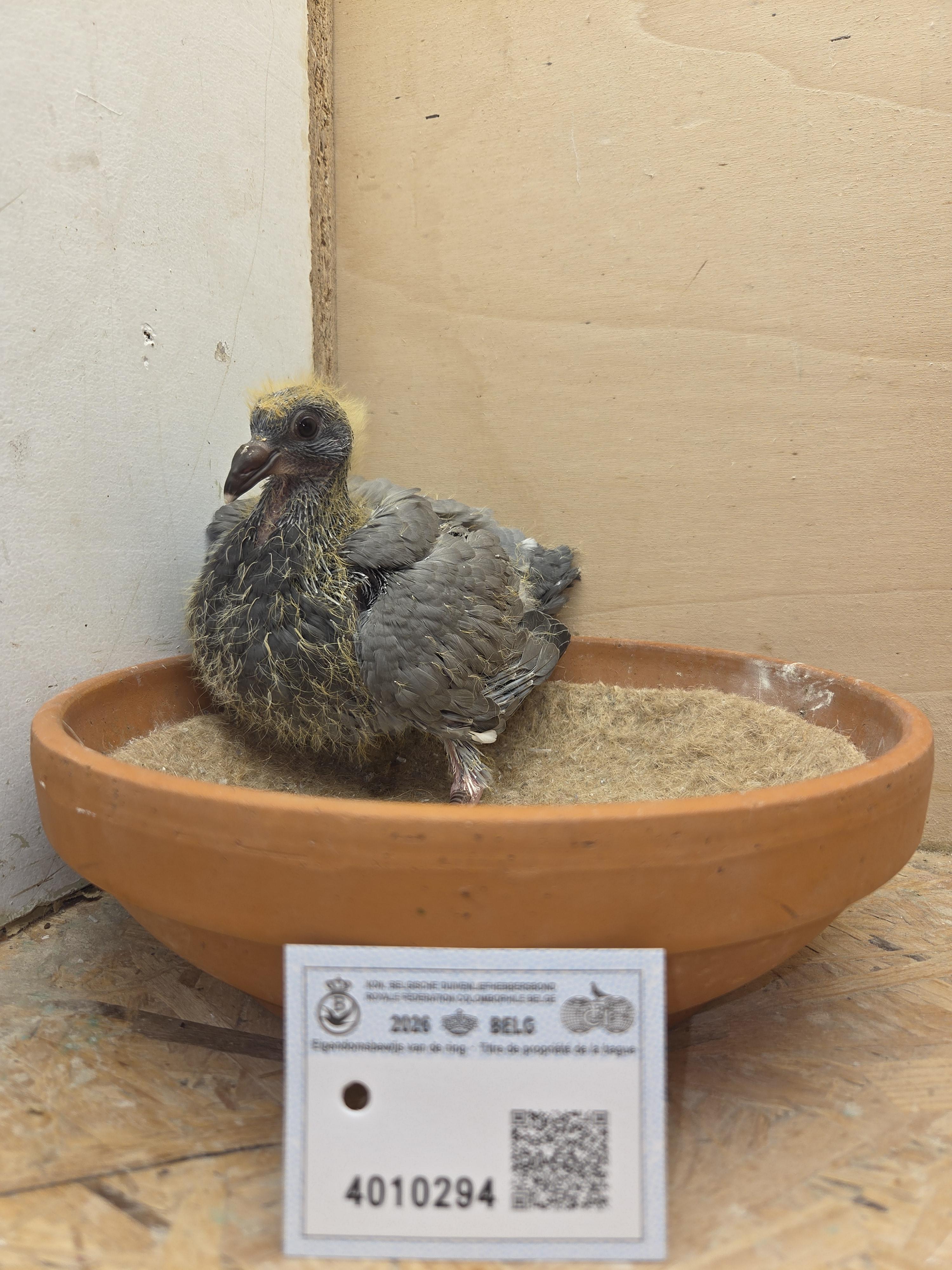 294 - Brans x Porsche-lijn Appelmans