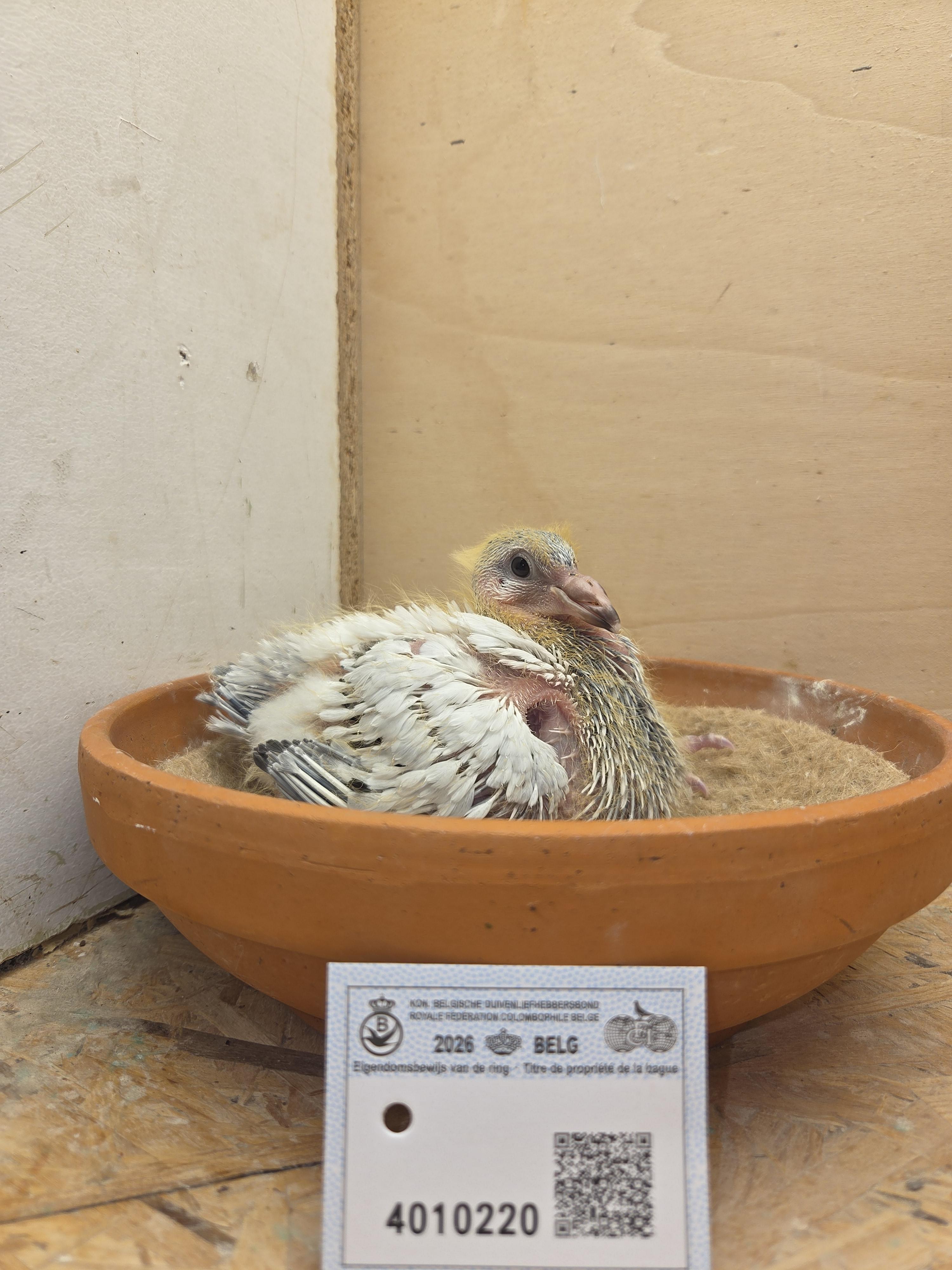 220 - Van Limbergen x Porsche-lijn