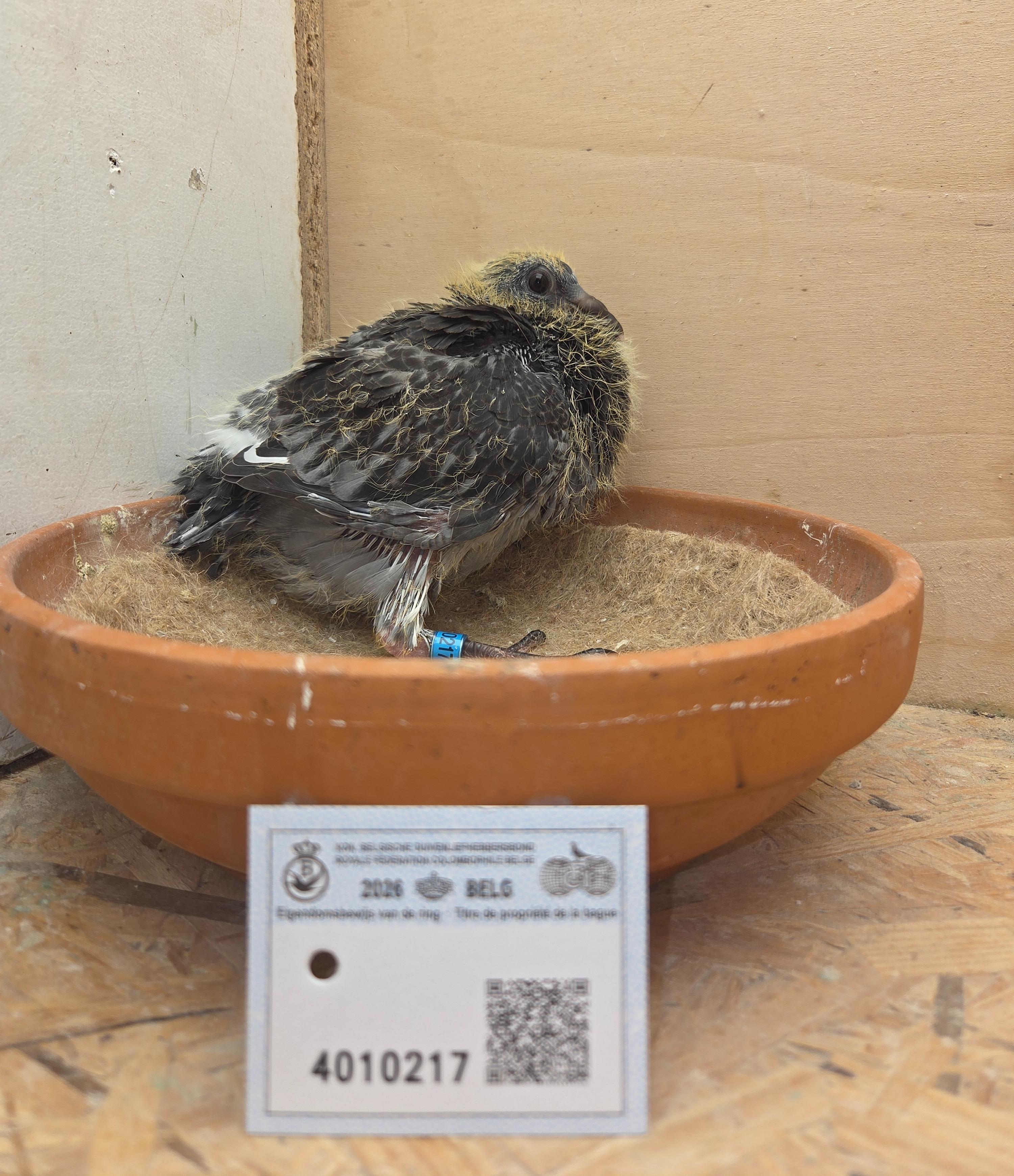 217 - Van Dijck x Van Reeth 