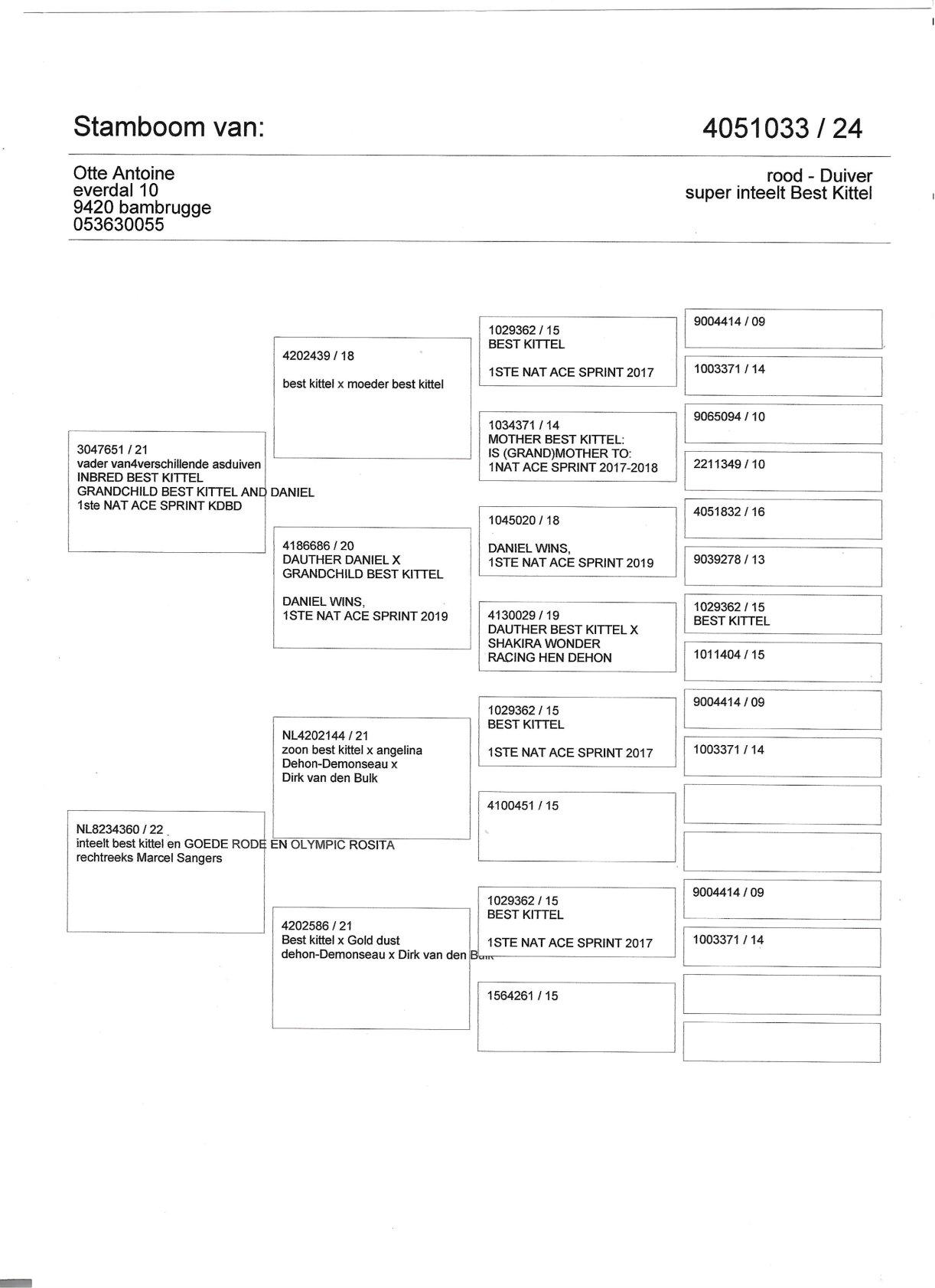 pedigree Super inteelt Best Kittel - Velghe x Sangers