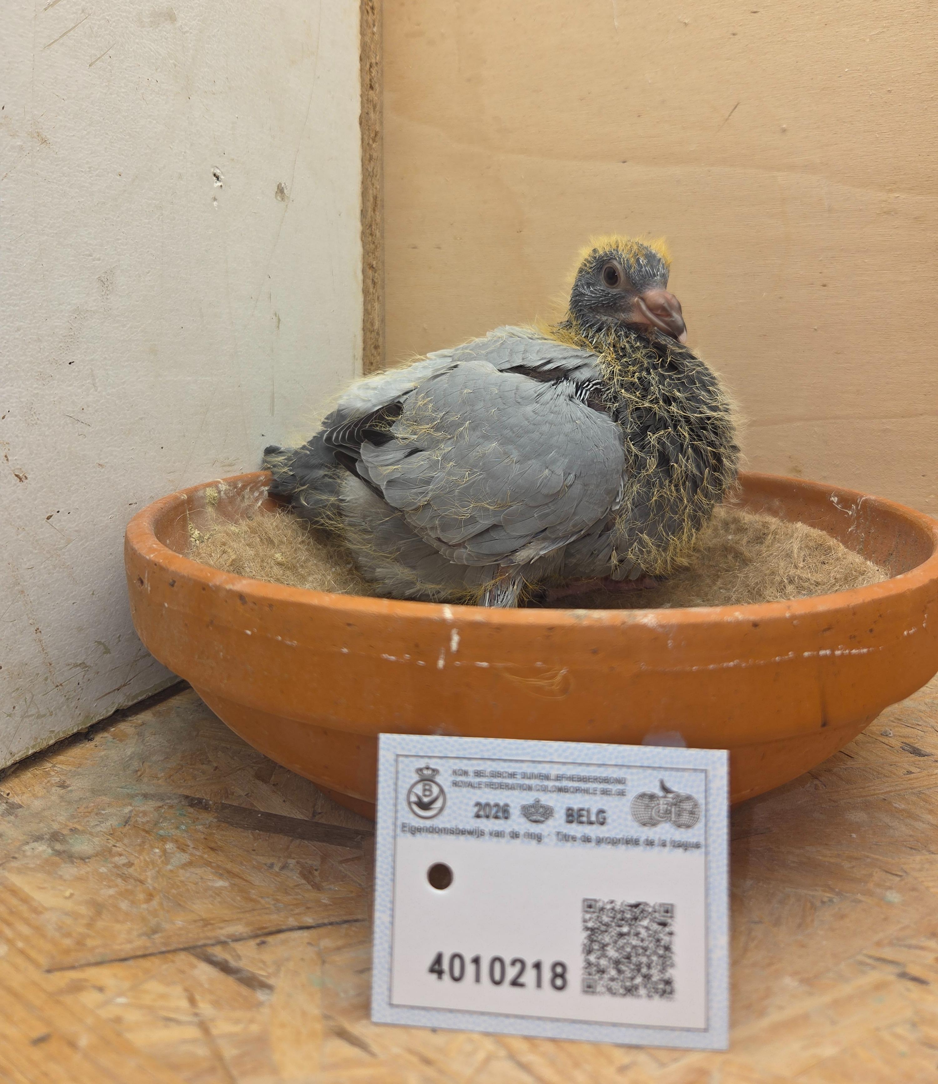 218 - Van Dijck x Van Reeth