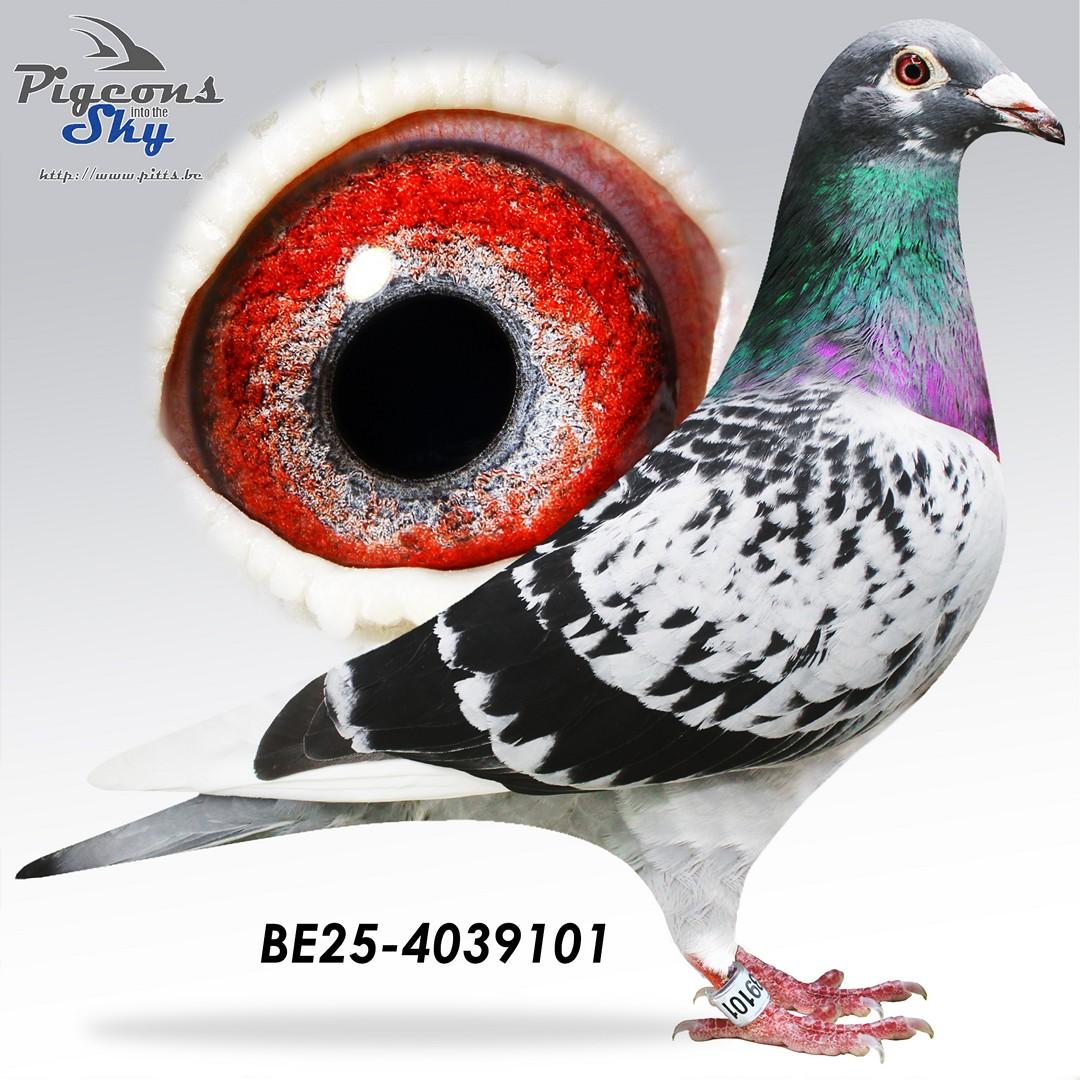 Super inteelt Best Kittel - Velghe x Sangers