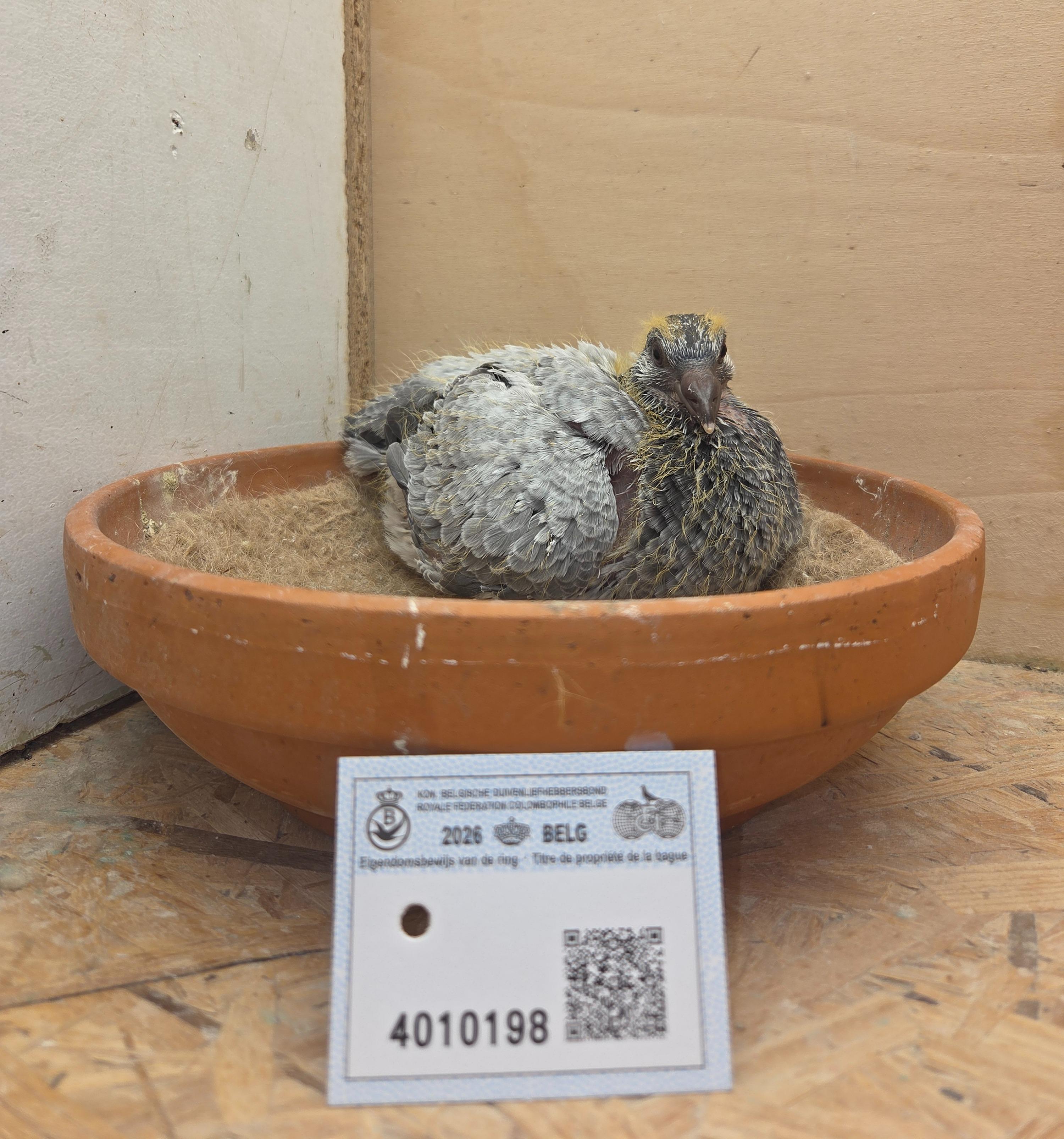 198 - Brans x Porsche-lijn