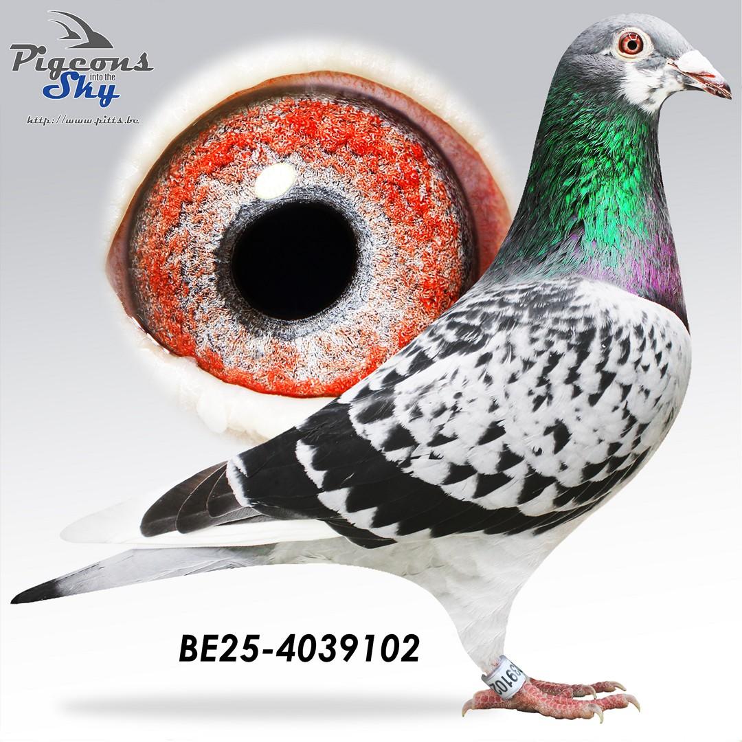 Super inteelt Best Kittel - Velghe x Sangers