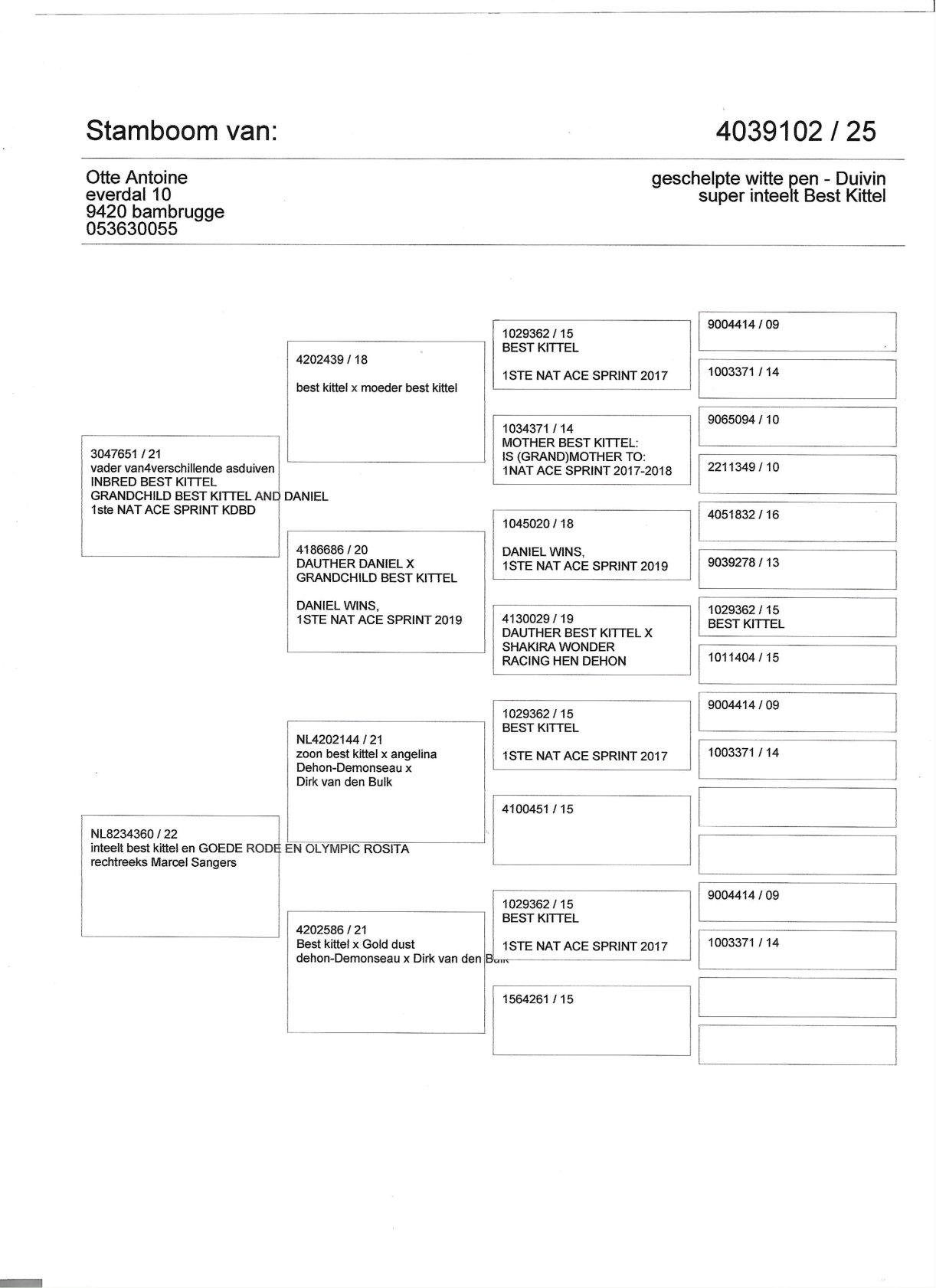 pedigree Super inteelt Best Kittel - Velghe x Sangers