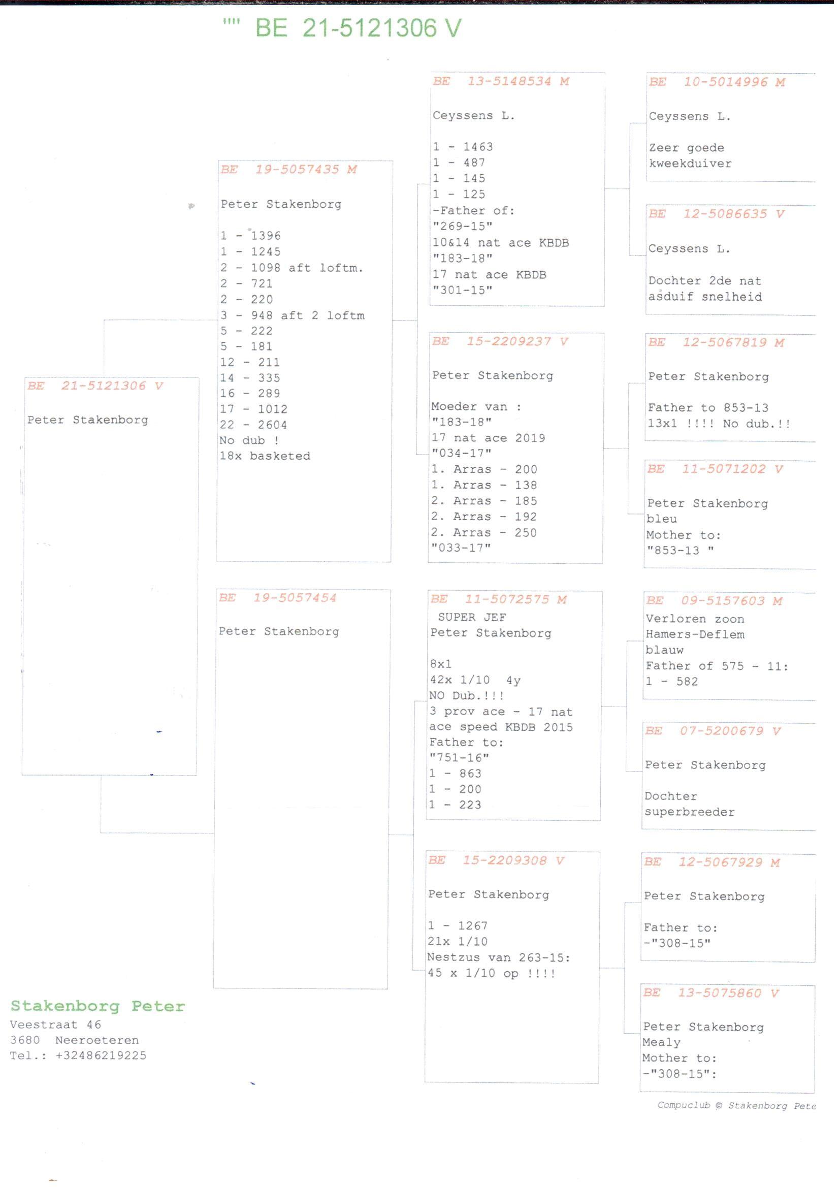 pedigree "435" x "454" - Original Peter Stakenborg