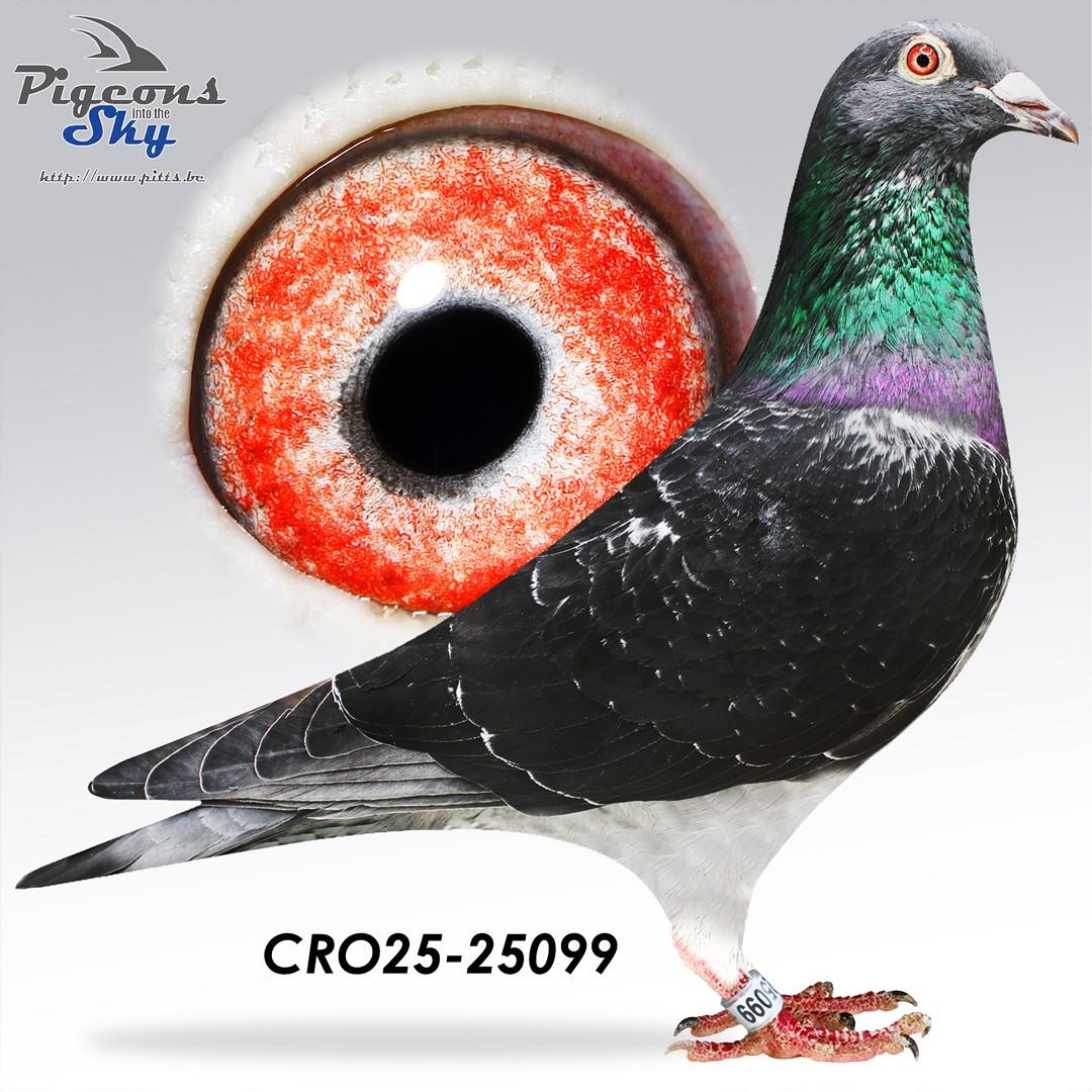 Marc De Vadder x “Kittel” (Dirk Van Den Bulck)