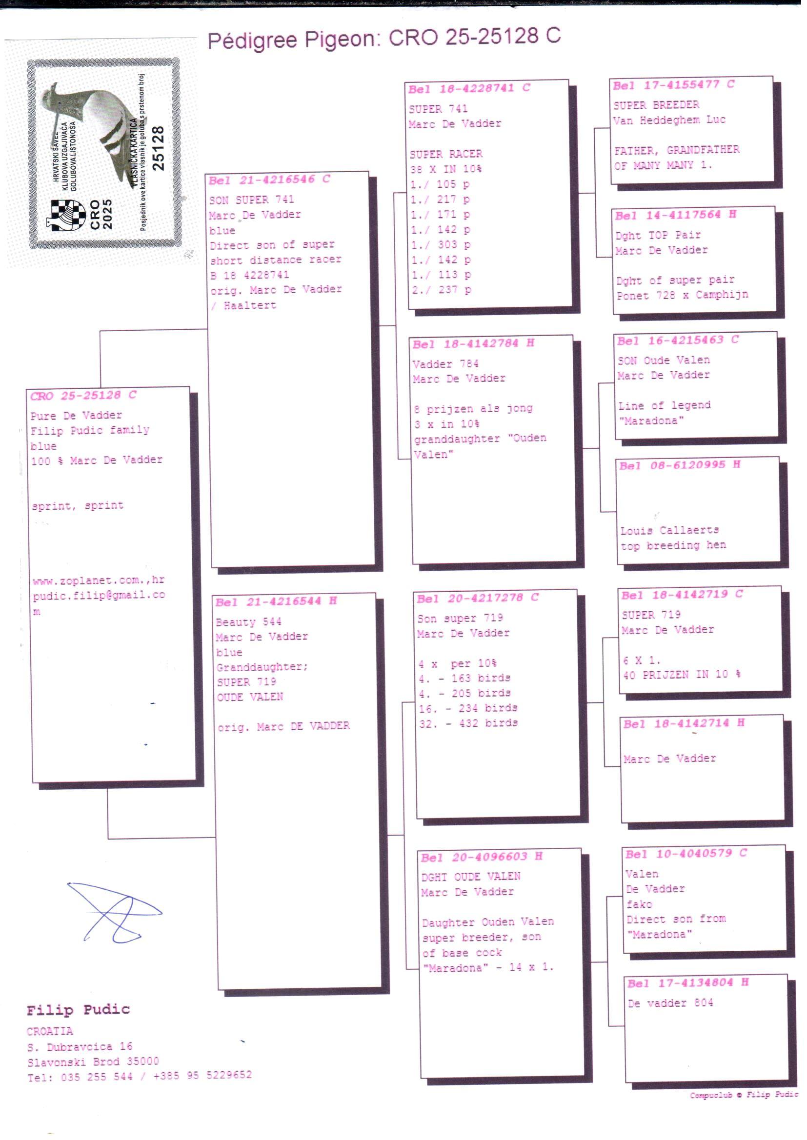 pedigree Kleinzoon “Super 741” 7 x 1. (100% Marc De Vadder)