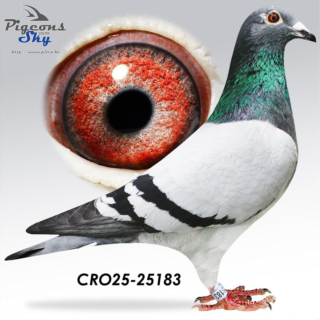 “Finn” x “Rudy” (Gert Van Limbergen) x Marc De Vadder