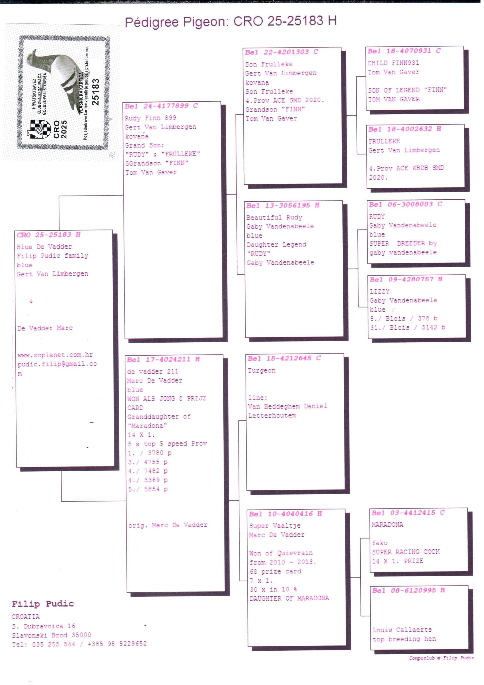 pedigree “Finn” x “Rudy” (Gert Van Limbergen) x Marc De Vadder