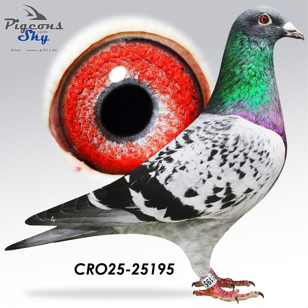 B & L Geerinckx x Marc De Vadder