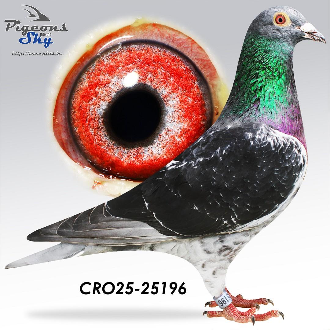 B & L Geerinckx x Marc De Vadder