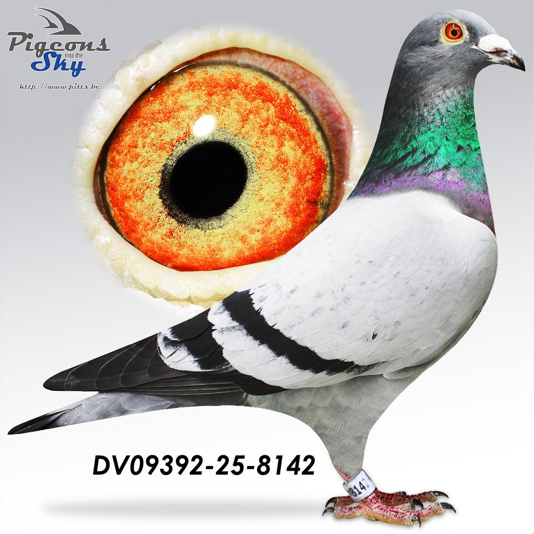 Kittel x Pitbull - Original Borisav & Vuk Saric