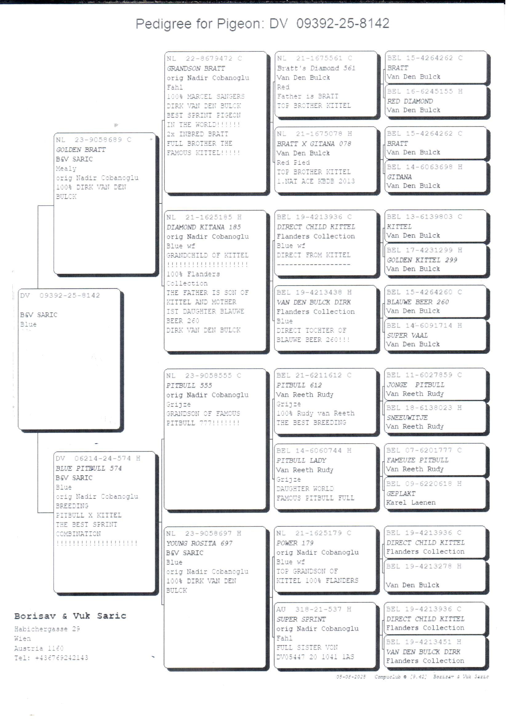 pedigree Kittel x Pitbull - Original Borisav & Vuk Saric