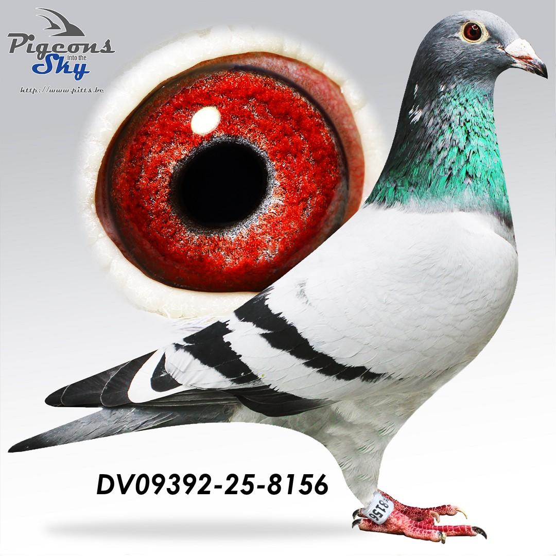 Van Den Bulck-Lambrecht x Inteelt “Kittel” - Original Borisav & Vuc Saric