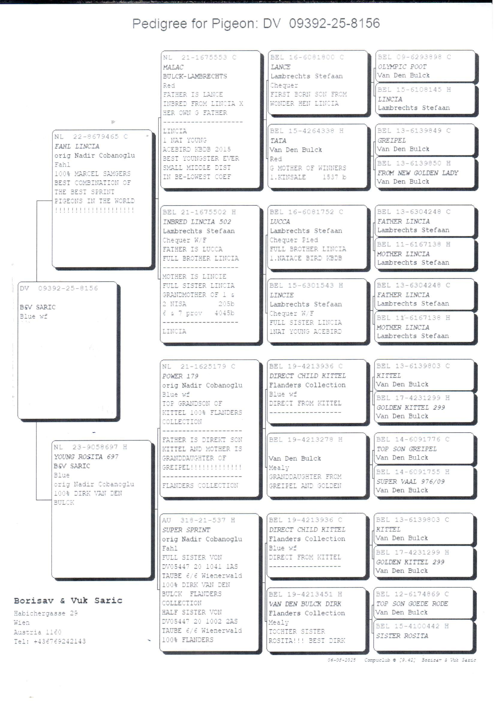 pedigree Van Den Bulck-Lambrecht x Inteelt “Kittel” - Original Borisav & Vuc Saric