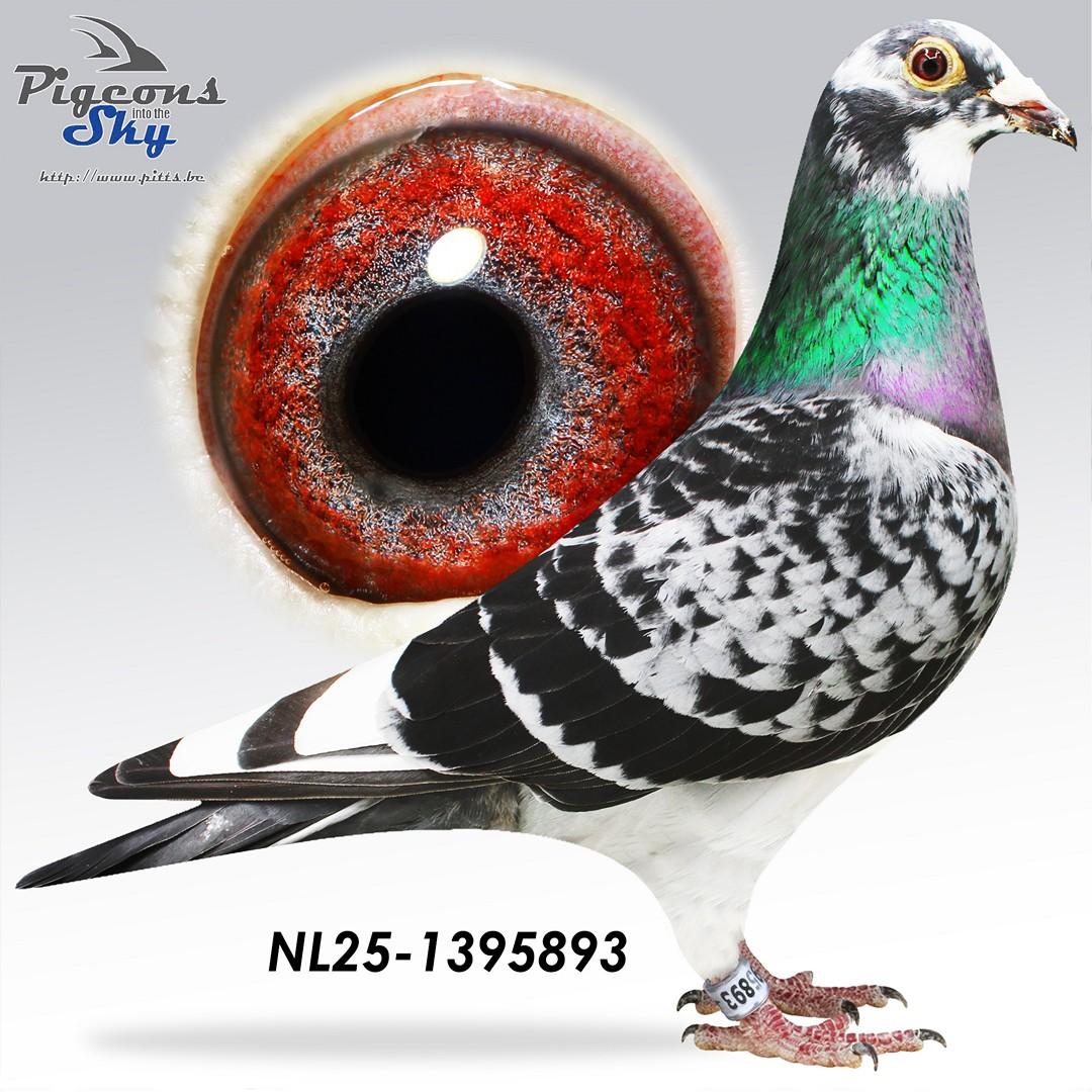 Kittel-Greipel-Rosita x Sagan-Kittel-Olympic Rico - Original P. Konic