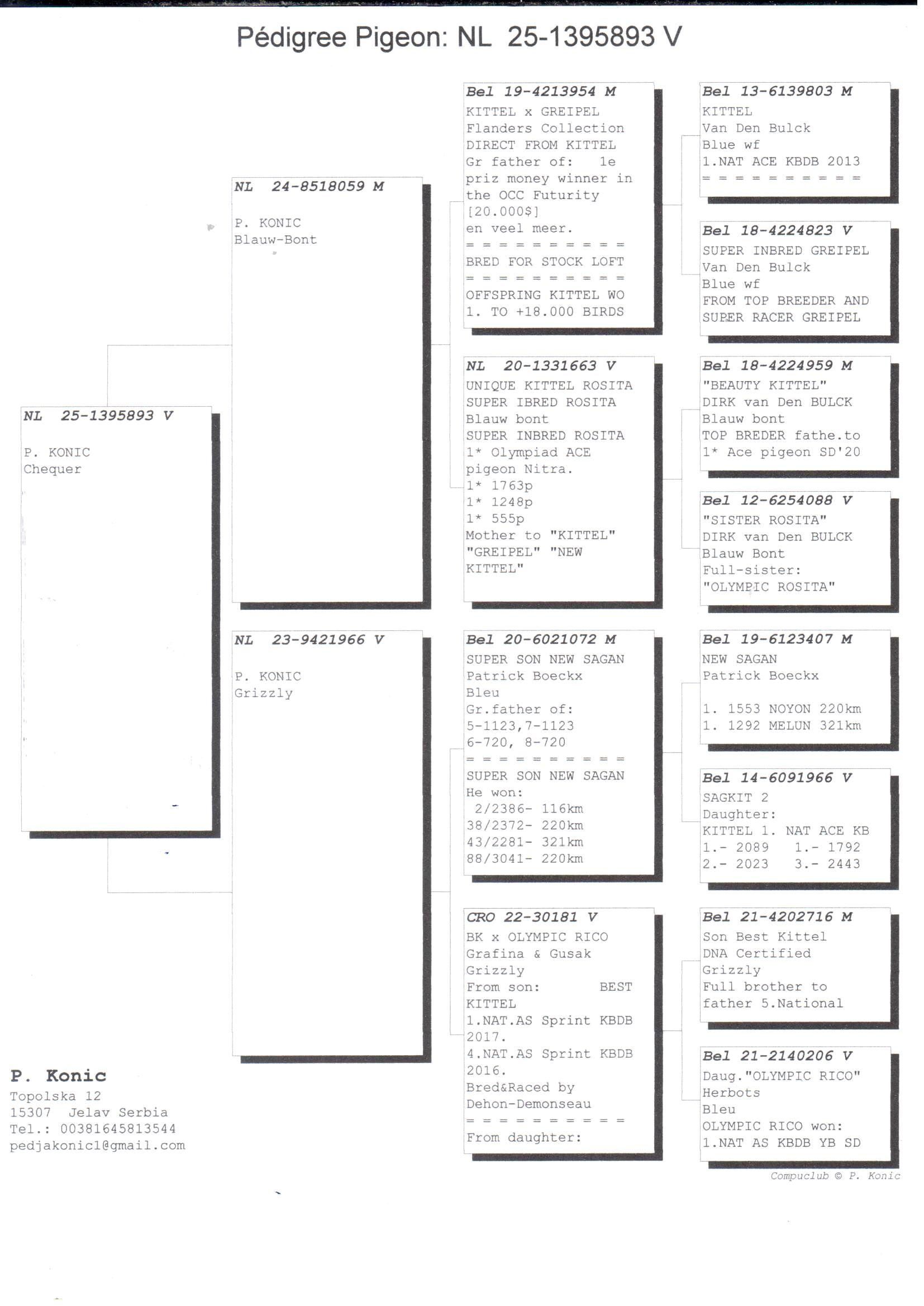 pedigree Kittel-Greipel-Rosita x Sagan-Kittel-Olympic Rico - Original P. Konic