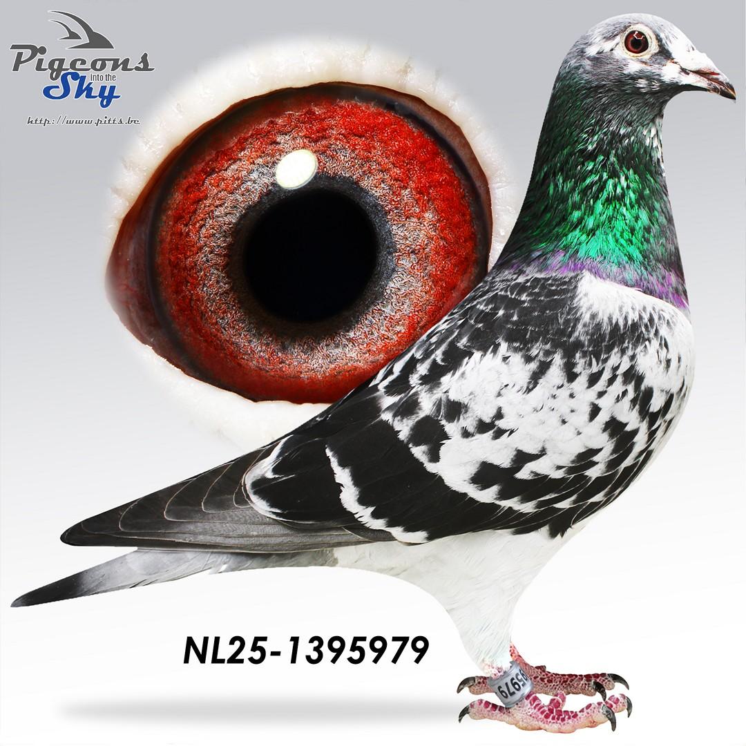 Inteelt “Best Kittel” - Original P. Konic