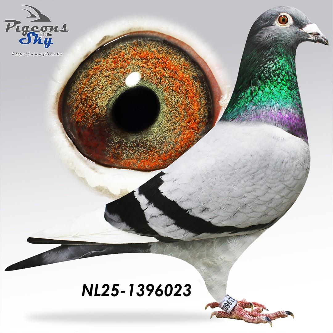 Kittel x Porsche 911 - Original P. Konic