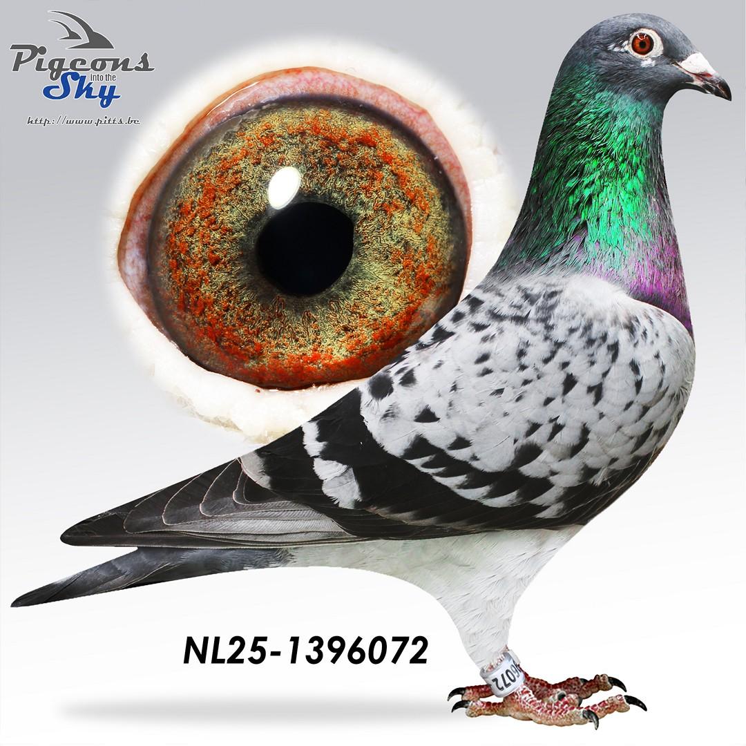 Sterke Inteelt “Best Kittel” - Original P. Konic