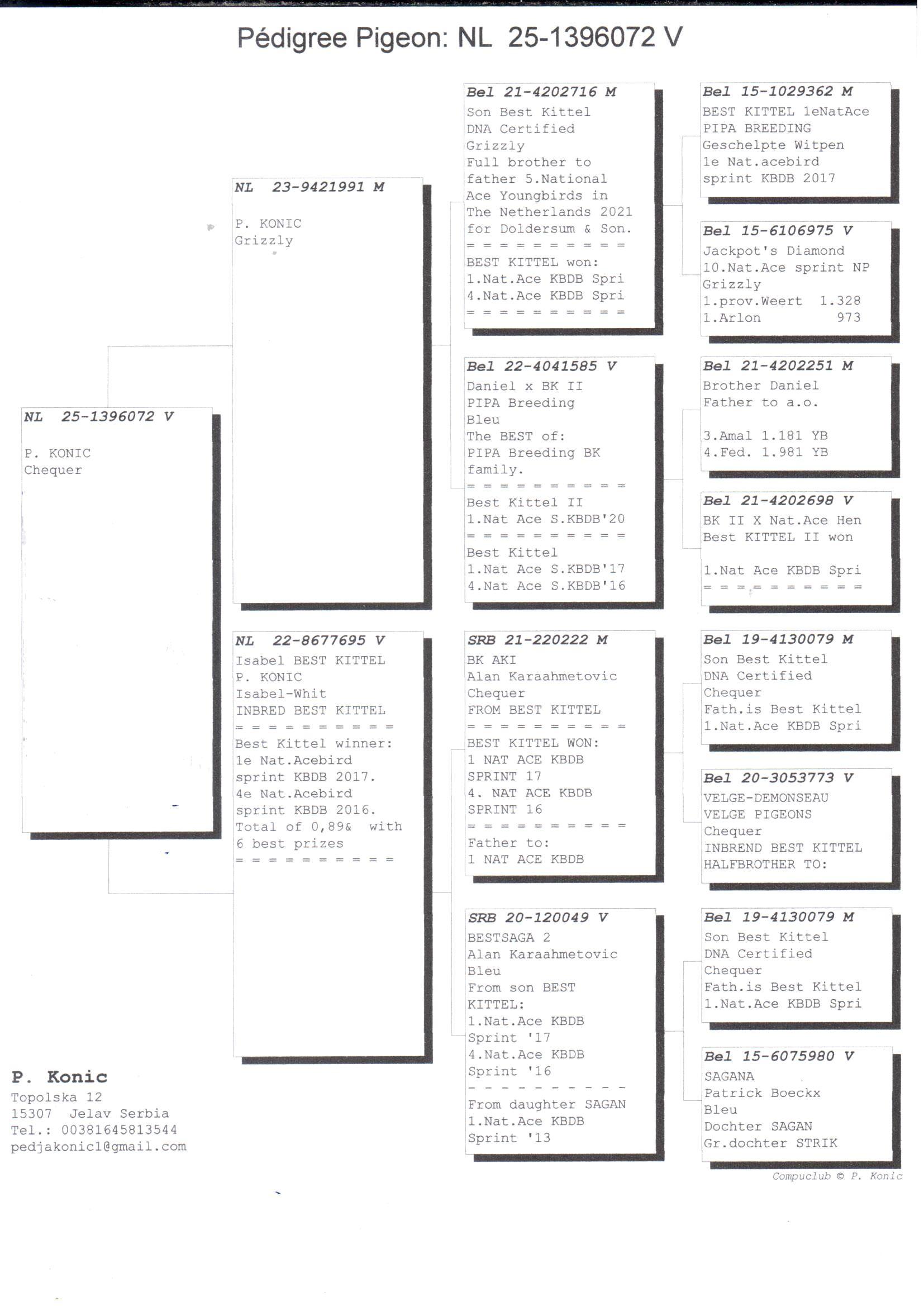 pedigree Sterke Inteelt “Best Kittel” - Original P. Konic