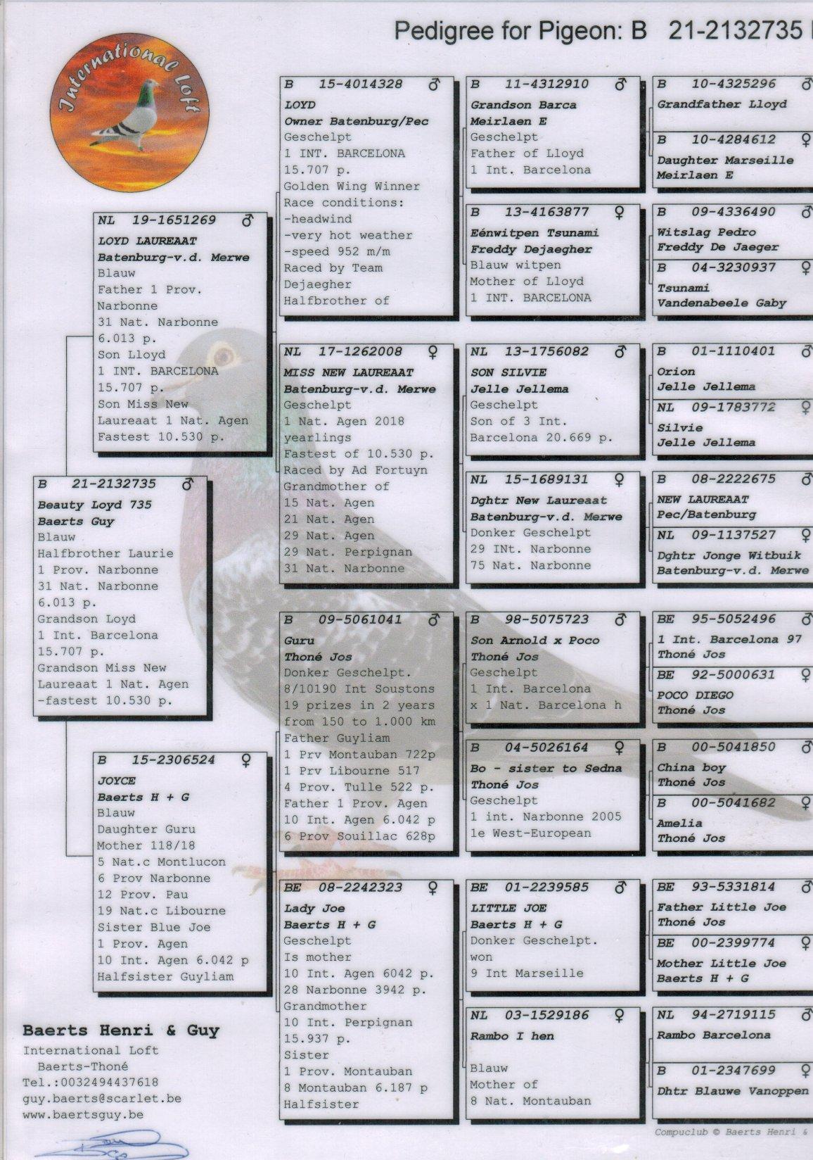 pedigree Beauty Loyd 735