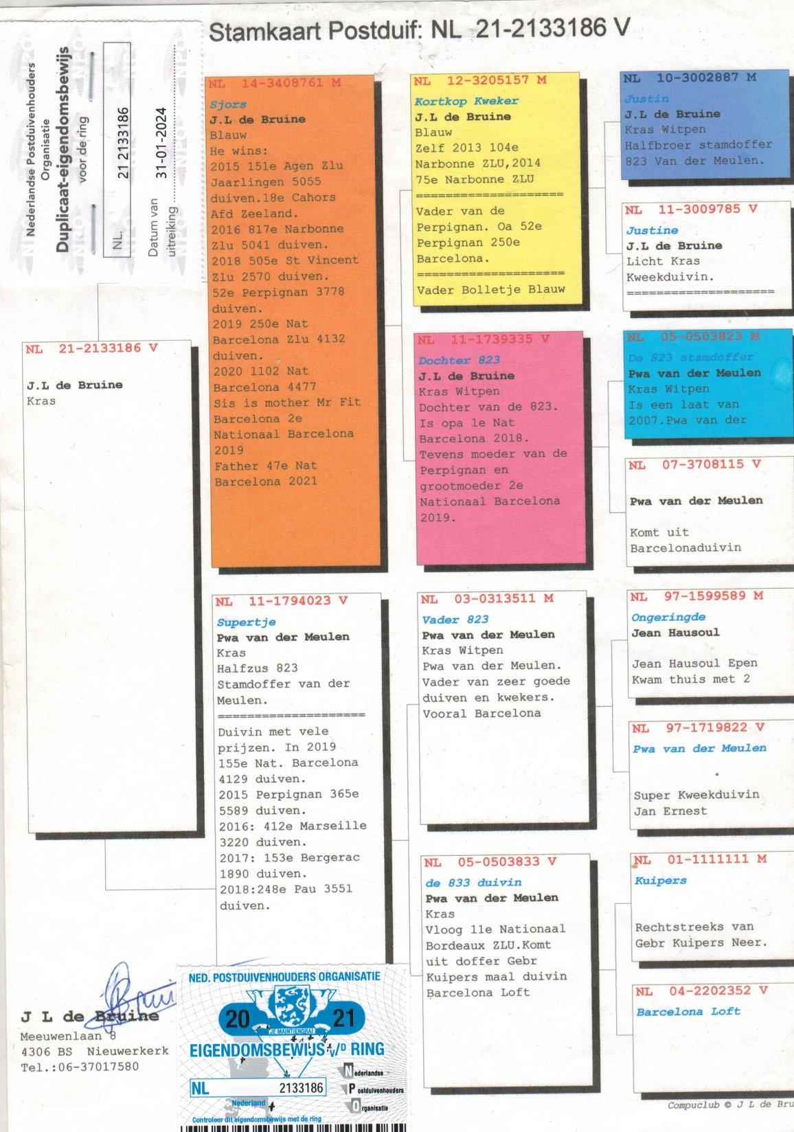 pedigree Dochter van "Sjors", oa 52e Perpignan 3778d.