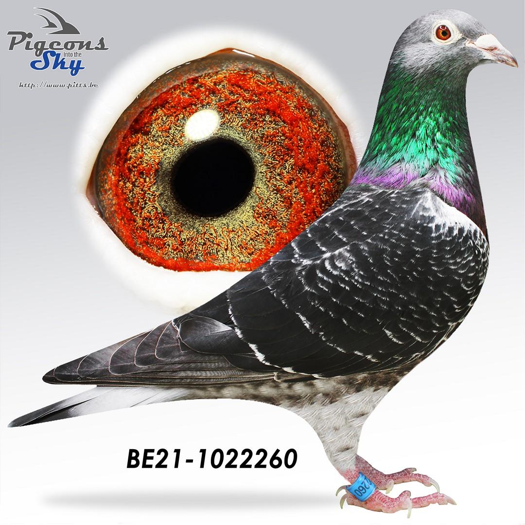 Kleinkind "De Vincent" (19e Nat. St.-Vincent) & "Avatar" (2e Nat. Asduif Barcelona 2016-2018)