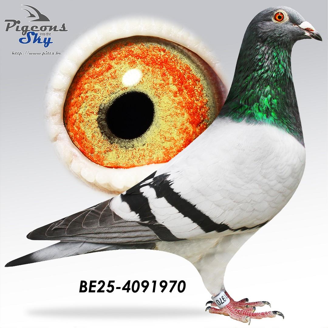 Inteelt 1e Nat. Perpignan