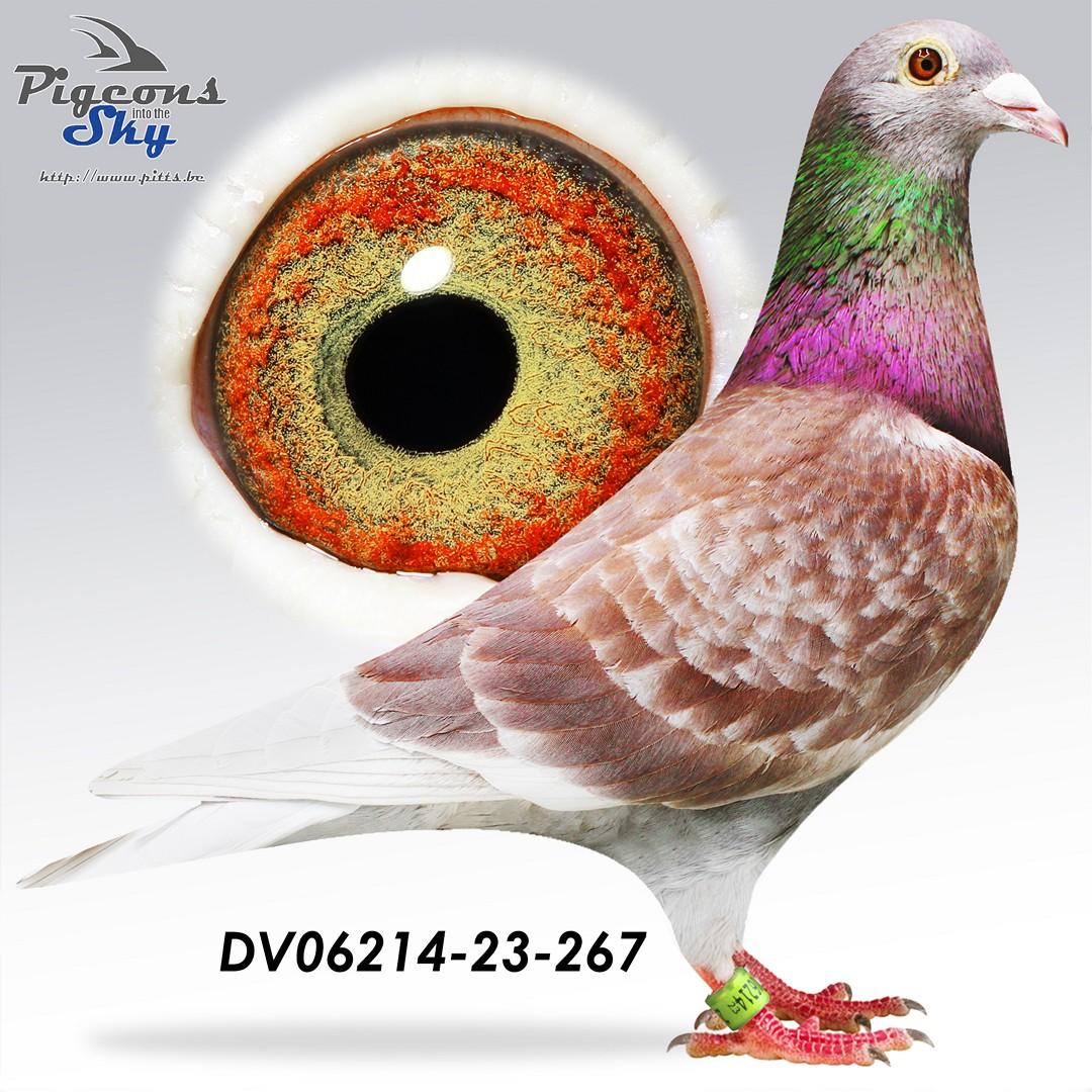 All International Barcelona winners