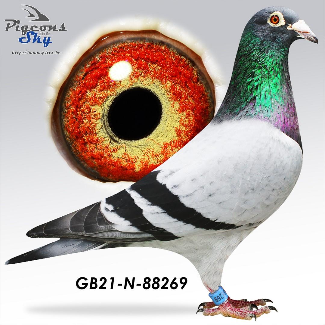 Inteelt "Saar" : 4e Internationaal Barcelona '17