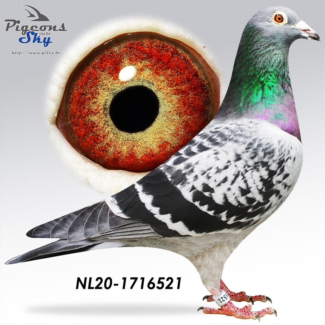 Kleinkind 1e Internat. Asduif Perpignan 2015-2017