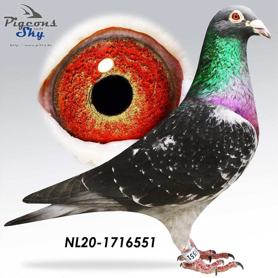 Kleinkind "Evi", 1e Nat. Asduif Barcelona 2009-2013