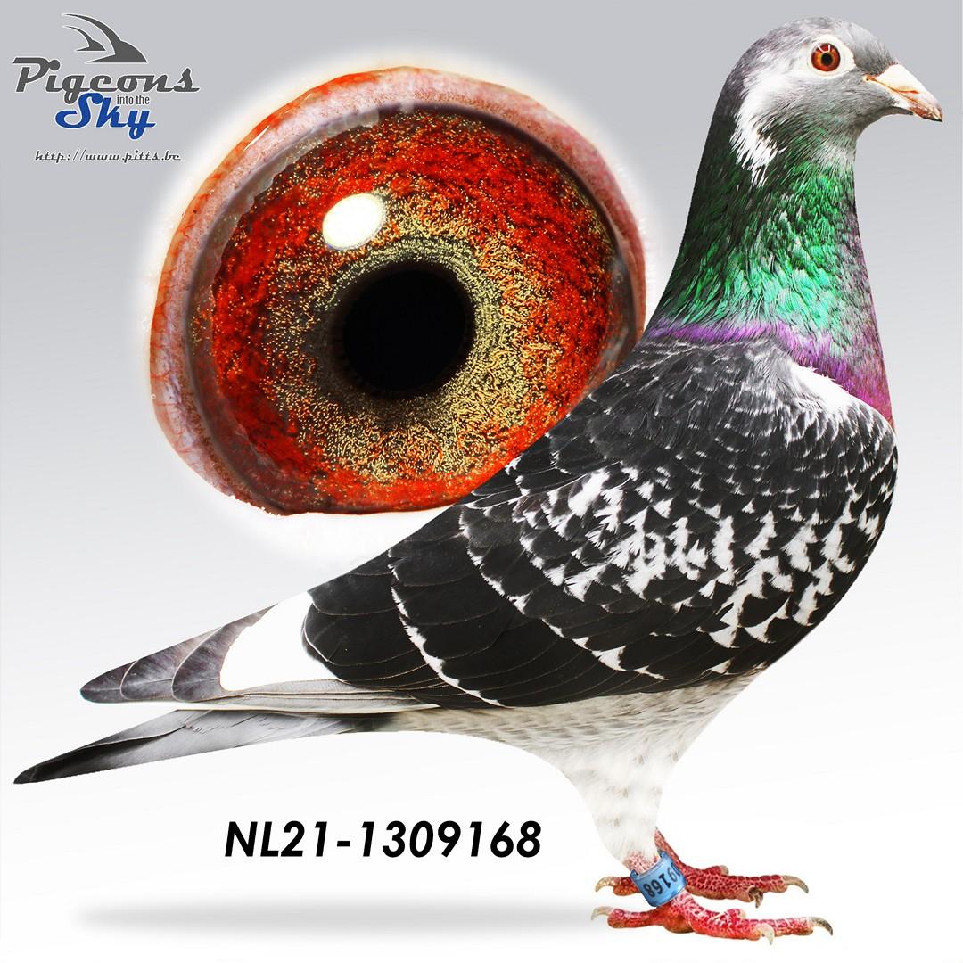 Kleindochter ‘Lady in the Dark’ (Gerard Schalkwijk), 1e Europese Marathon Asduif (Duivinnen) 2017