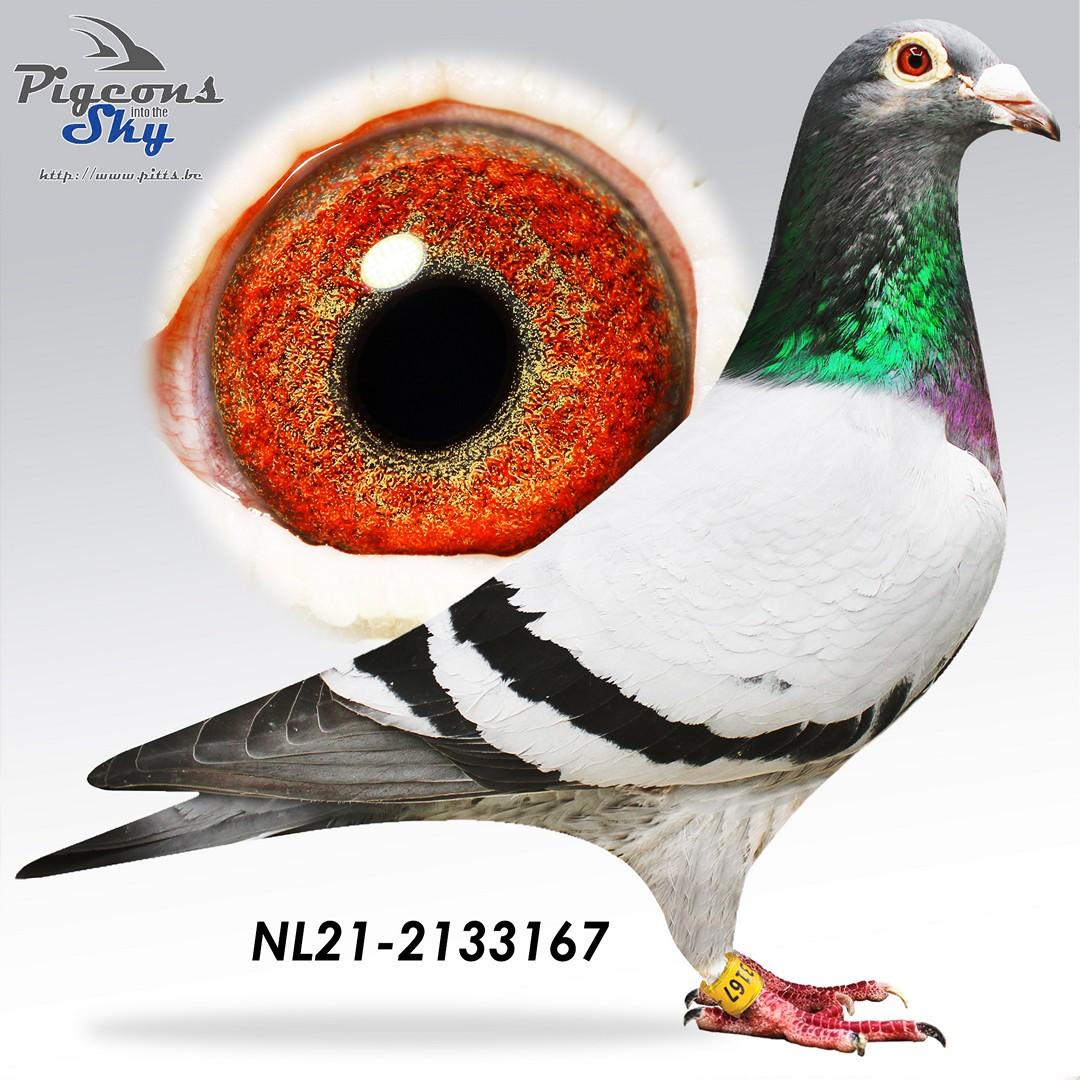 Kleinkind "Luca", 14e Nat. Bordeaux 12191d.