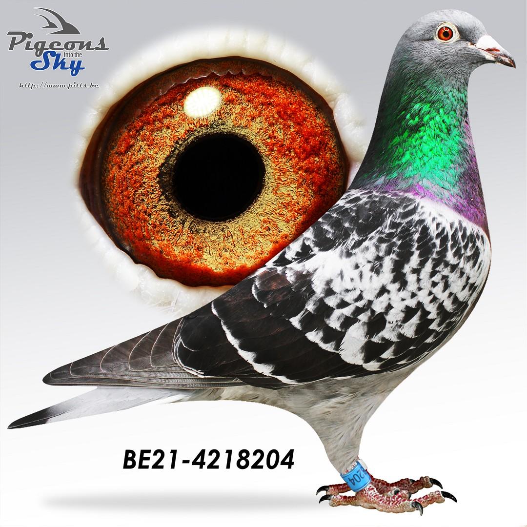 Halfzus 47. Beste Jl Zware Fond KBDB ‘21