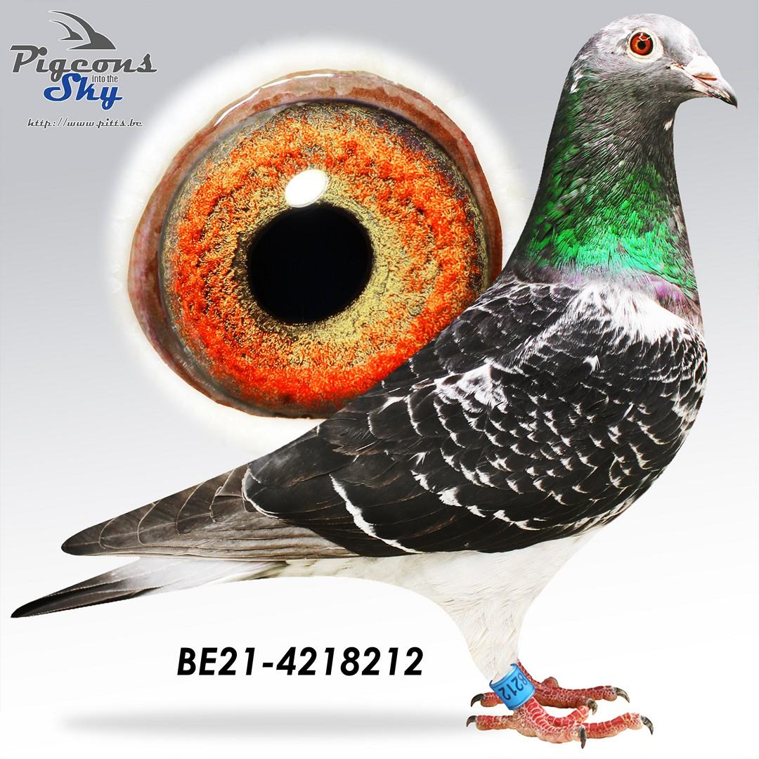 Lijn Zwart Goud (Jellema) x Lijn “Cadonis” (Erik Denys)