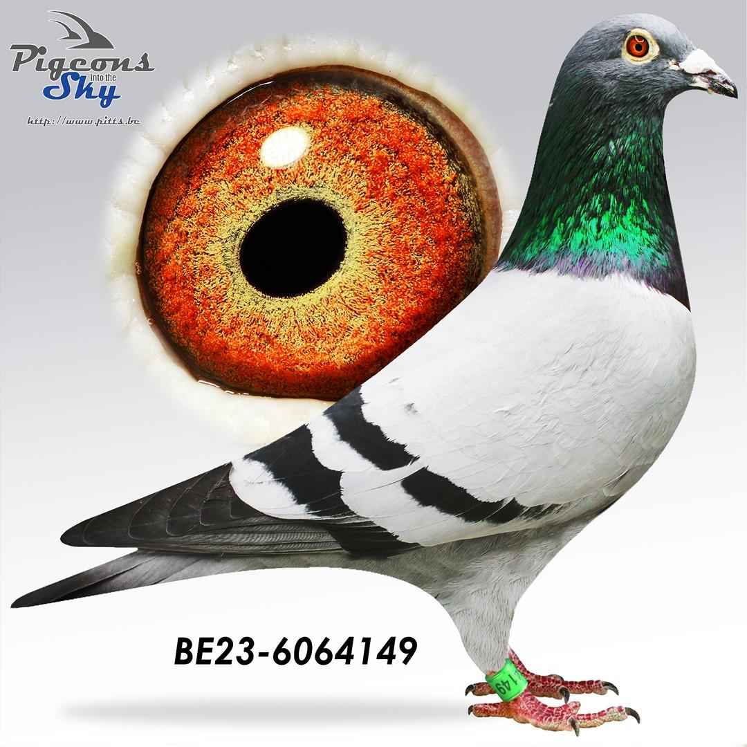 Zoon 4. Beste Barcelona-Perpignan Duif Van België 2018-2020