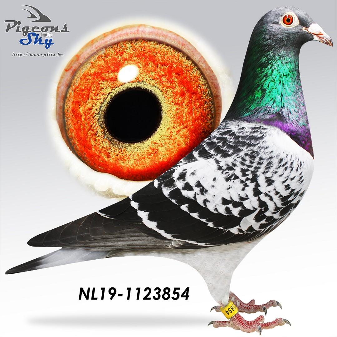 Lijn “Orion” , “Kleine Jade”, “Zwart Goud” , “Romee” (Jellema) & “Miss Gijsje” (Arjan Beens)