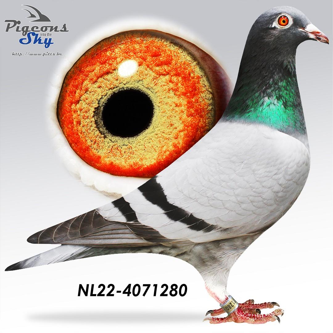 Lijn “Kleine Jade” , “New Laureaat, “New Silvie” (100% Jelle Jellema)