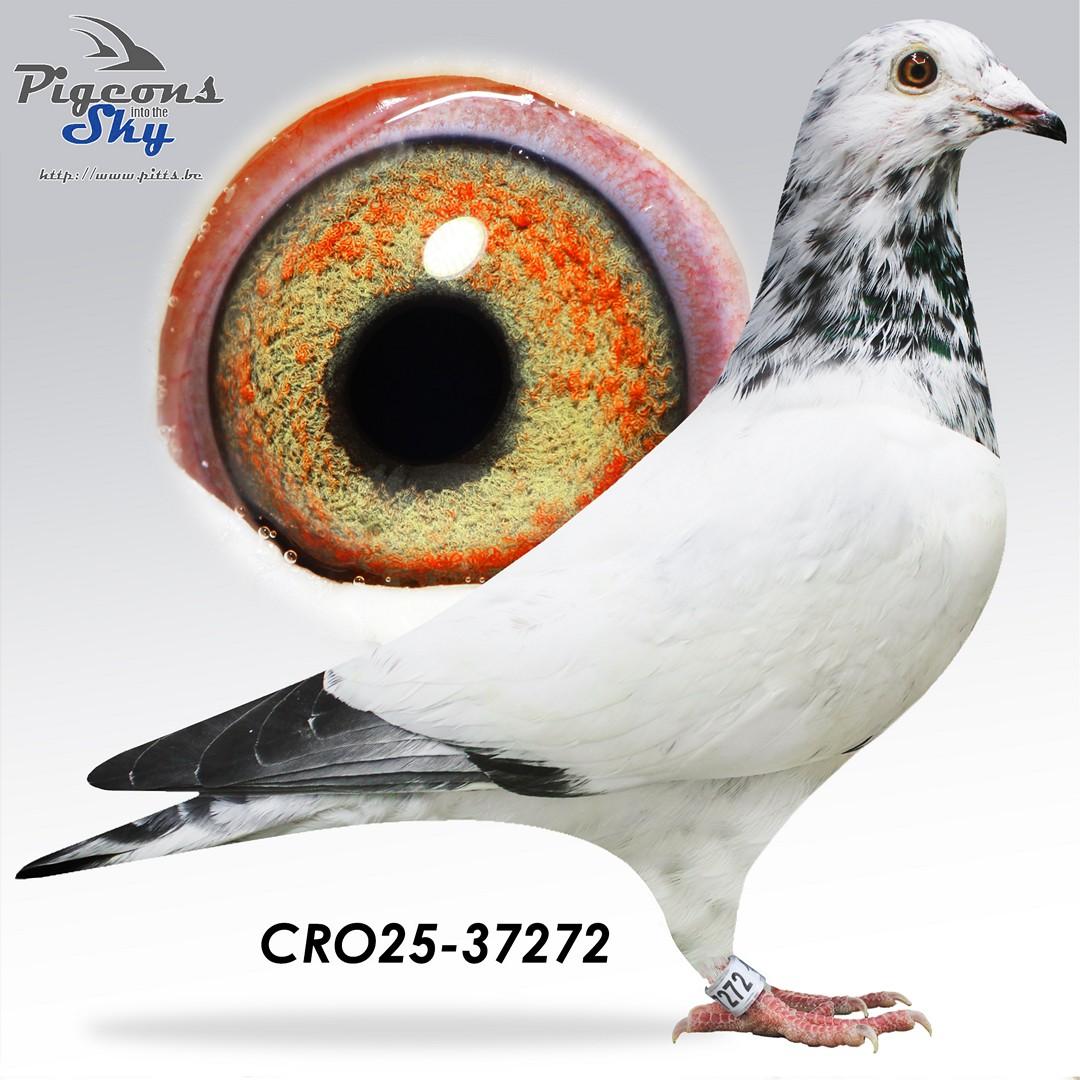 Crayzi Taubos 272