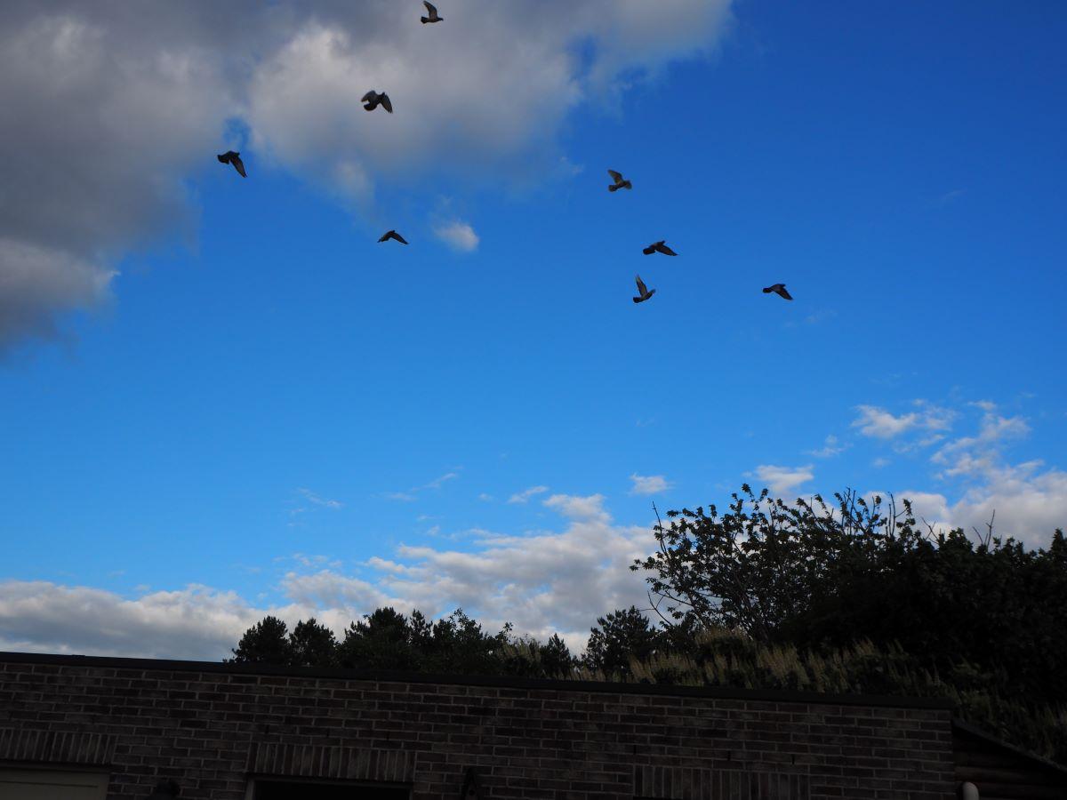 2020-06-29-PITTS-LambrechtsCarl-lucht-1